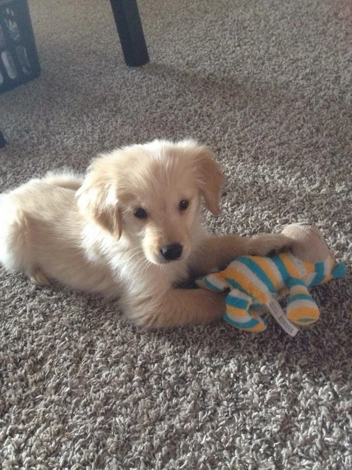 Said goodbye to my supervisor &amp; side kick today. Samson was my best friend. We went through so much together. I will miss his goofy personality and judgmental side eye reaction to the shenanigans I put him through.