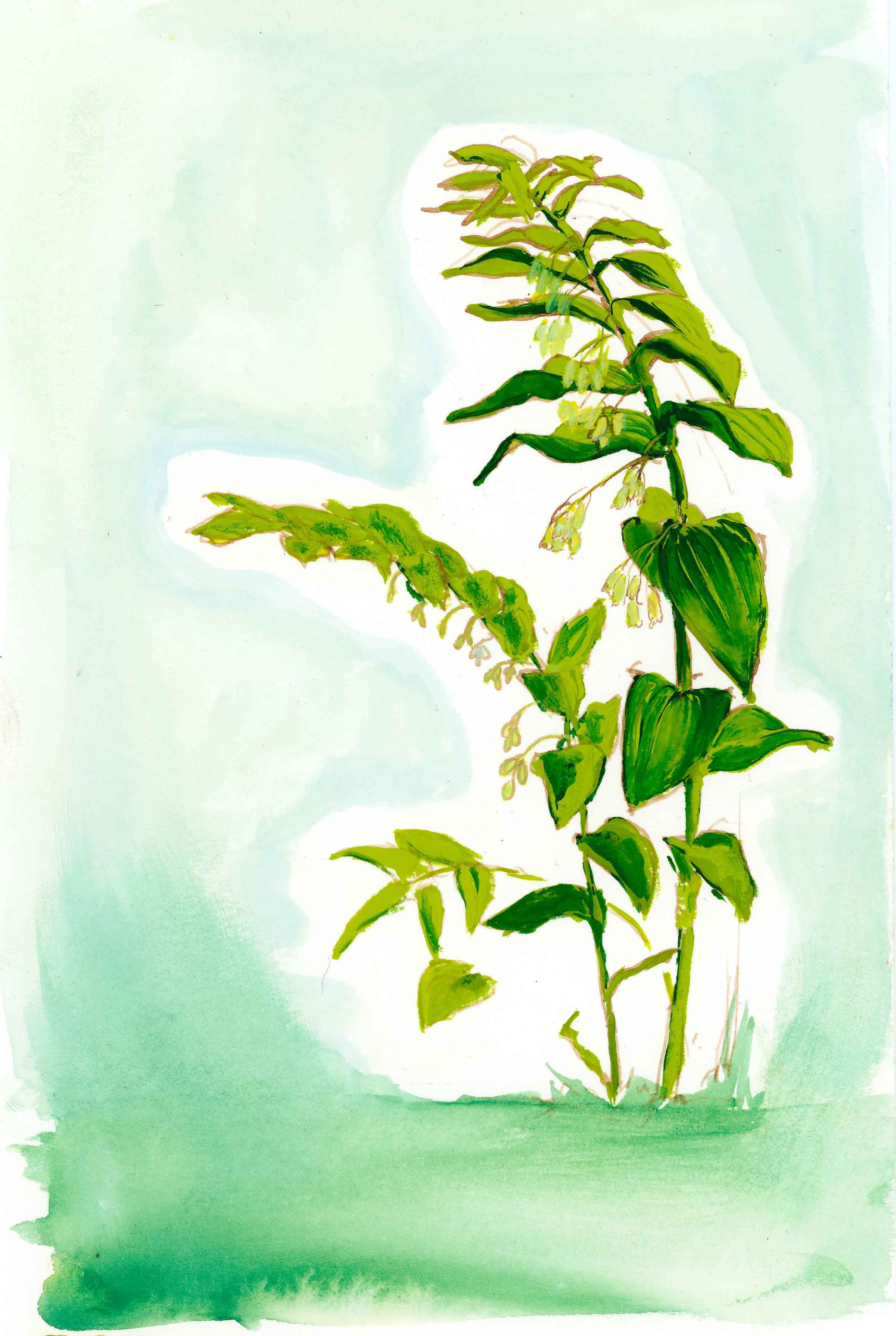 GOUACHE_solomonsseal_2105-web.jpg