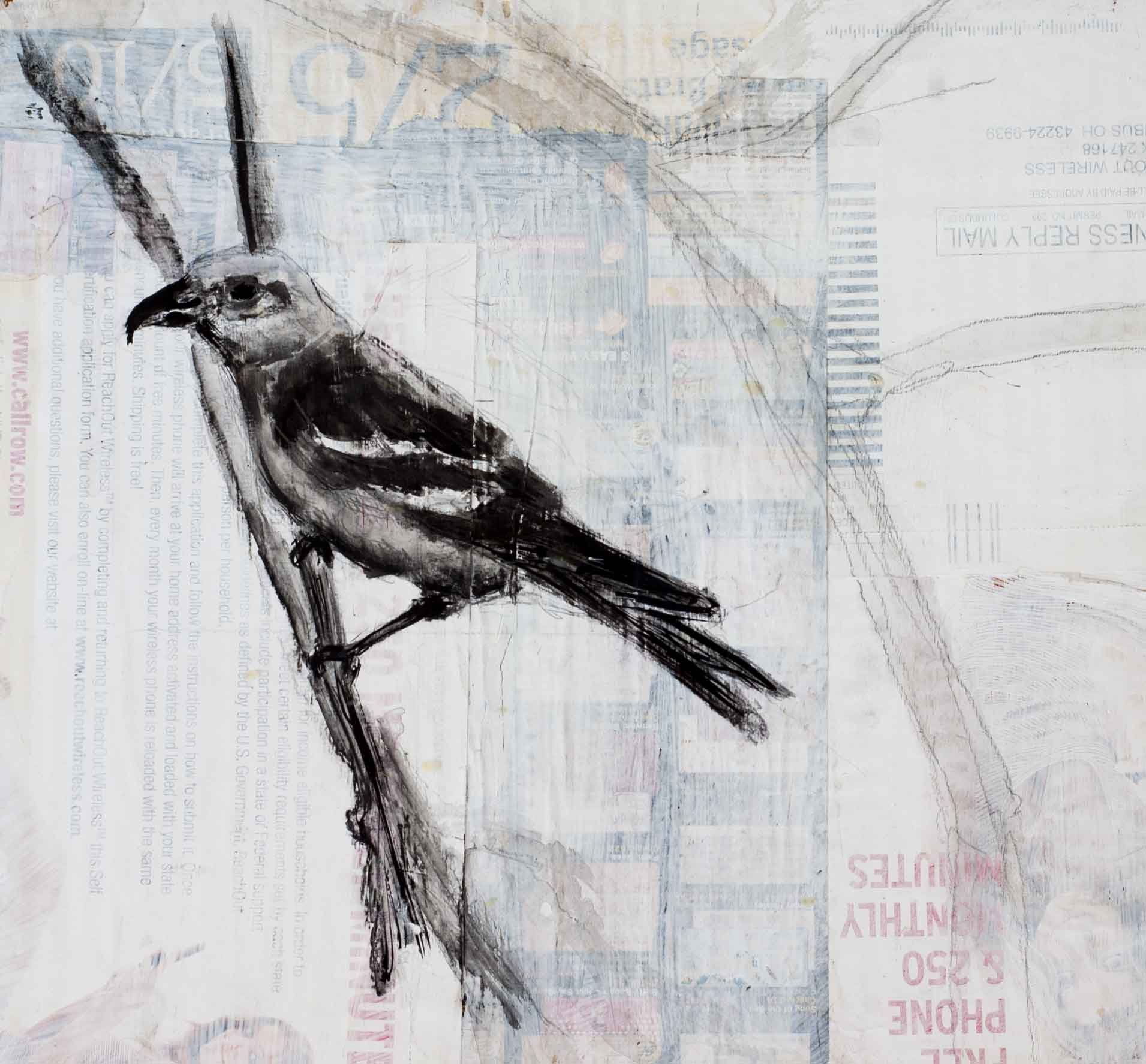 White-winged Crossbill-web.jpeg