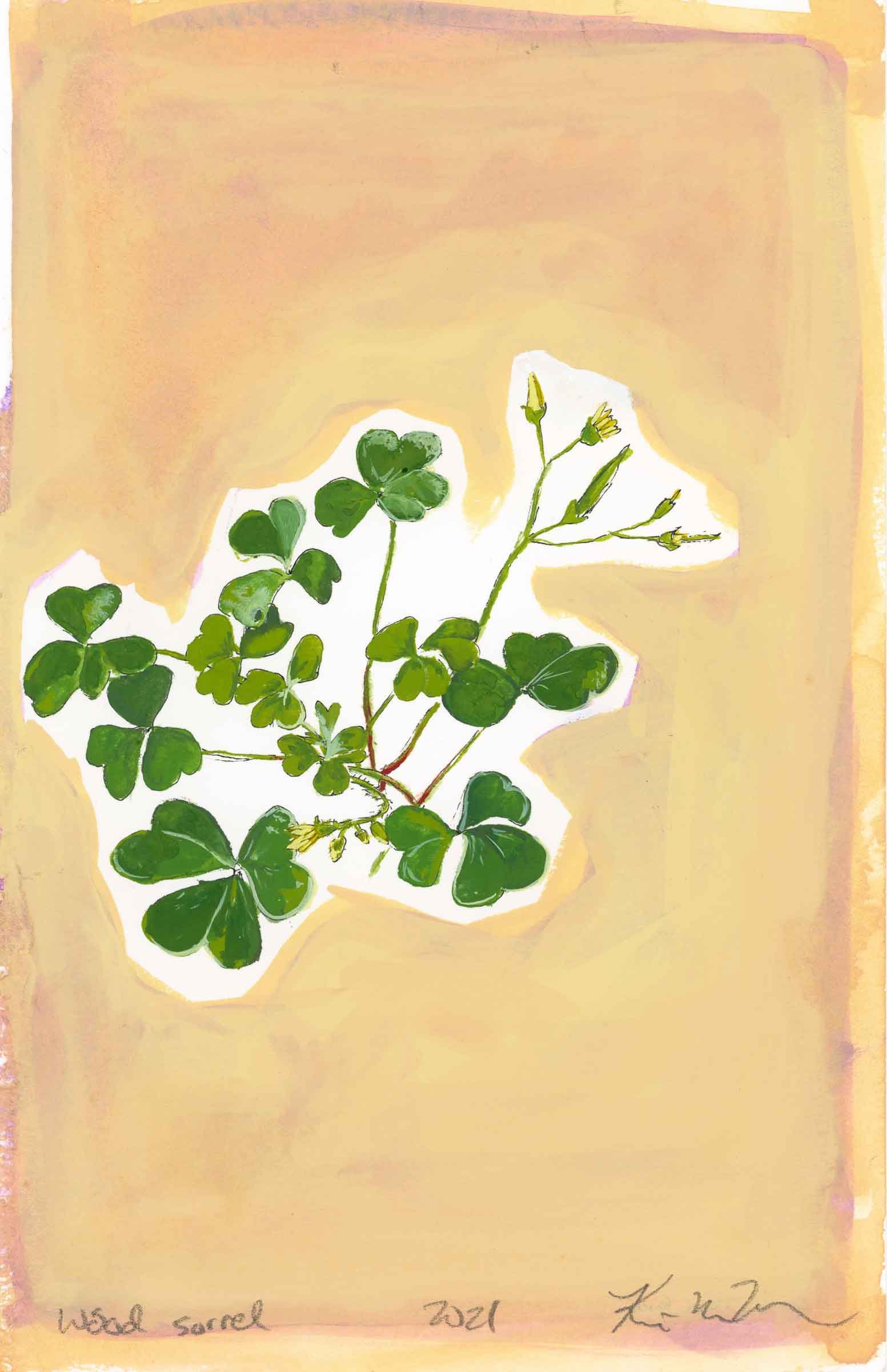 Wood Sorrel