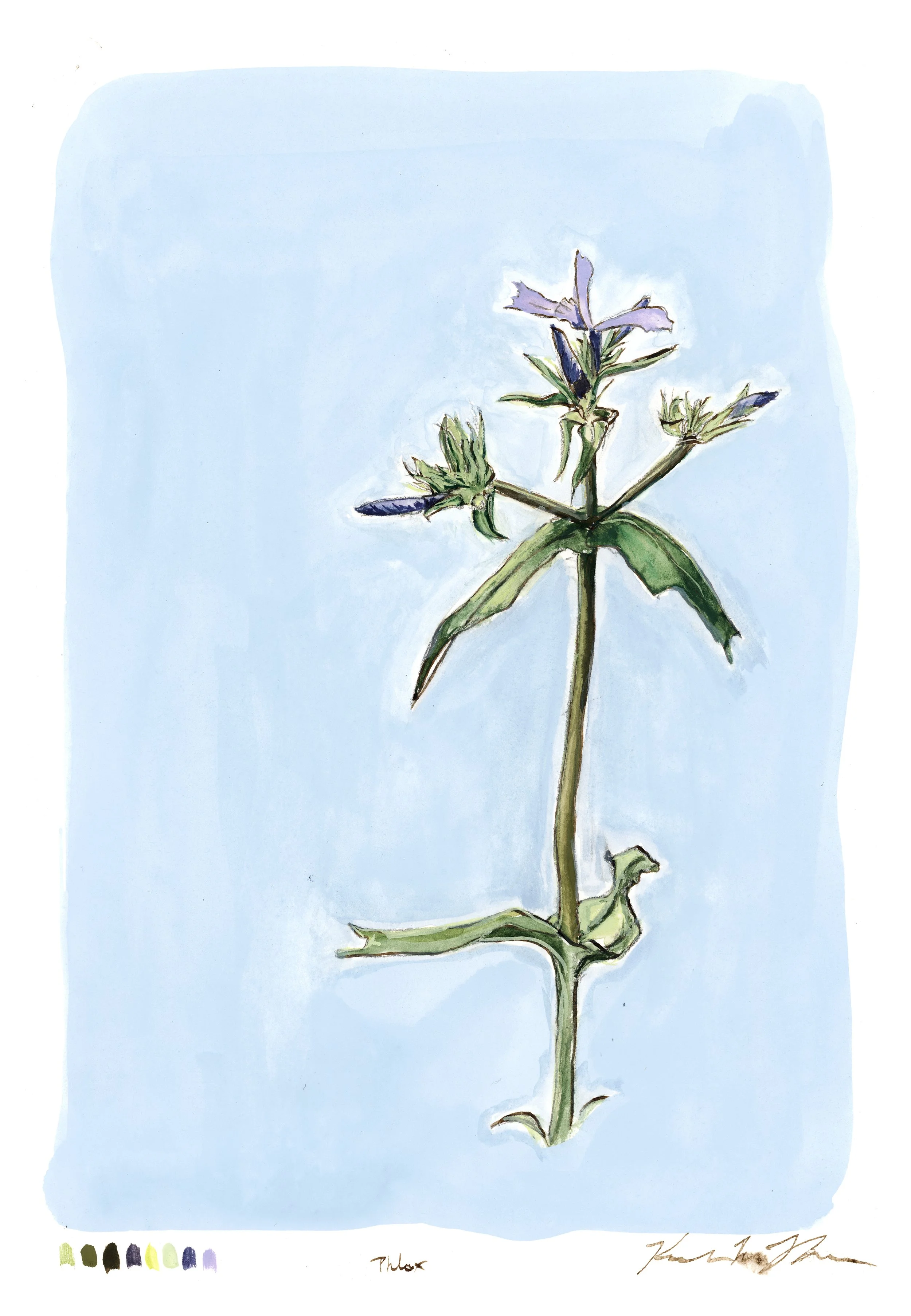 phlox-web-full.jpg