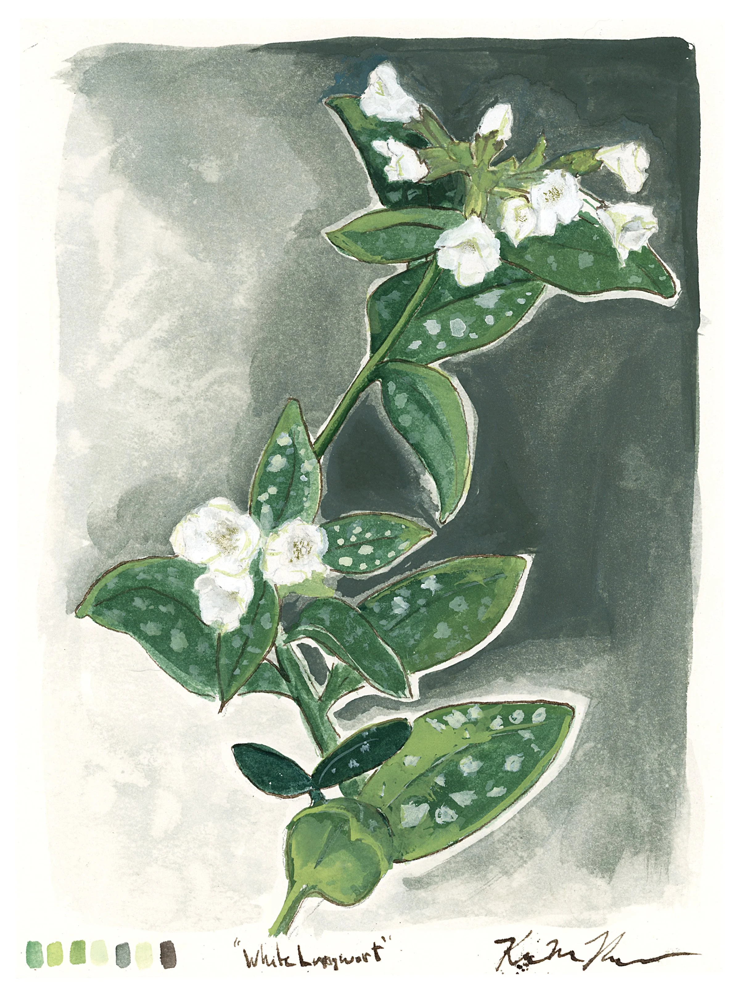 whitelungwort-web-full.jpg