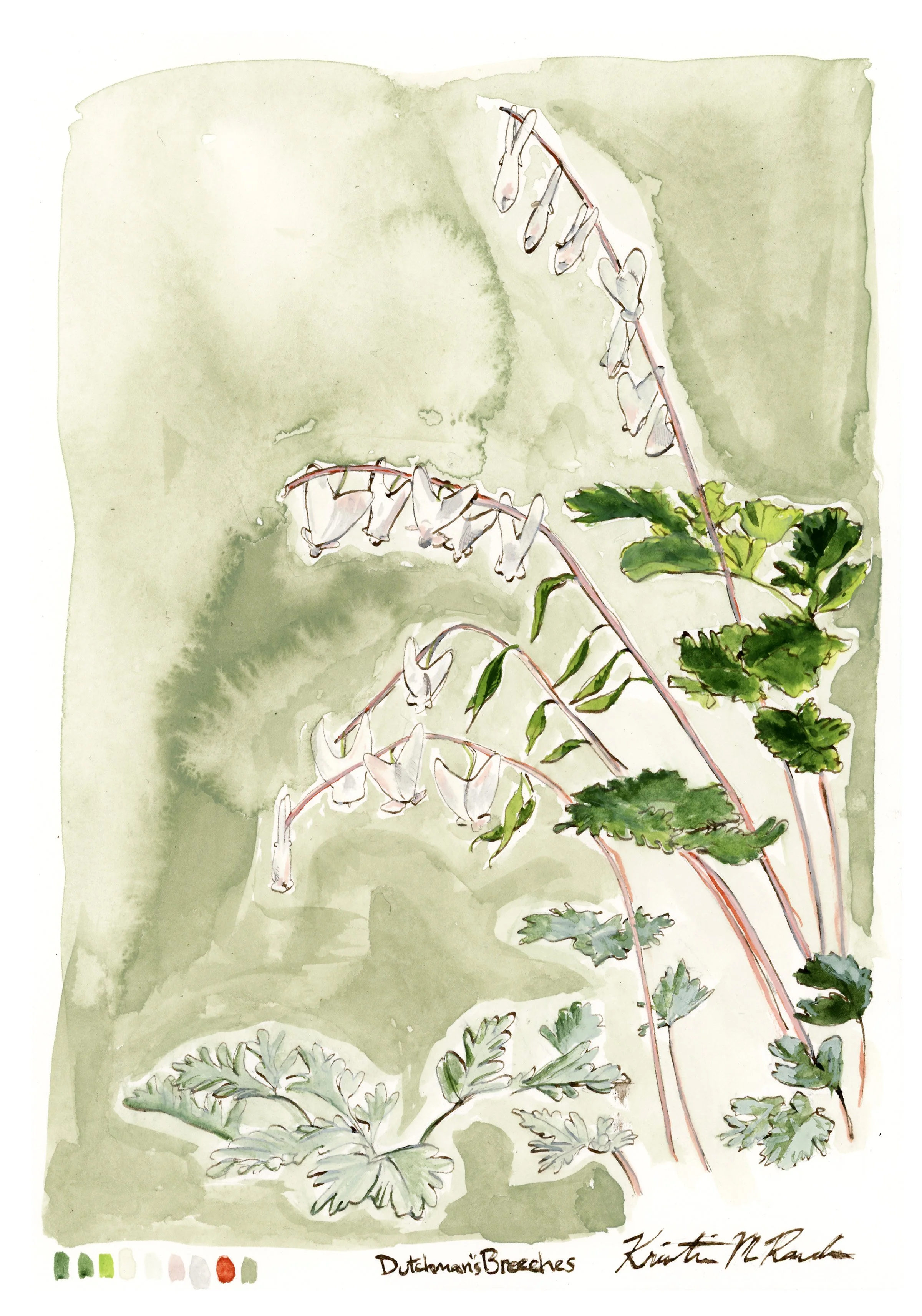 dutchmansbreeches-web-full.jpg