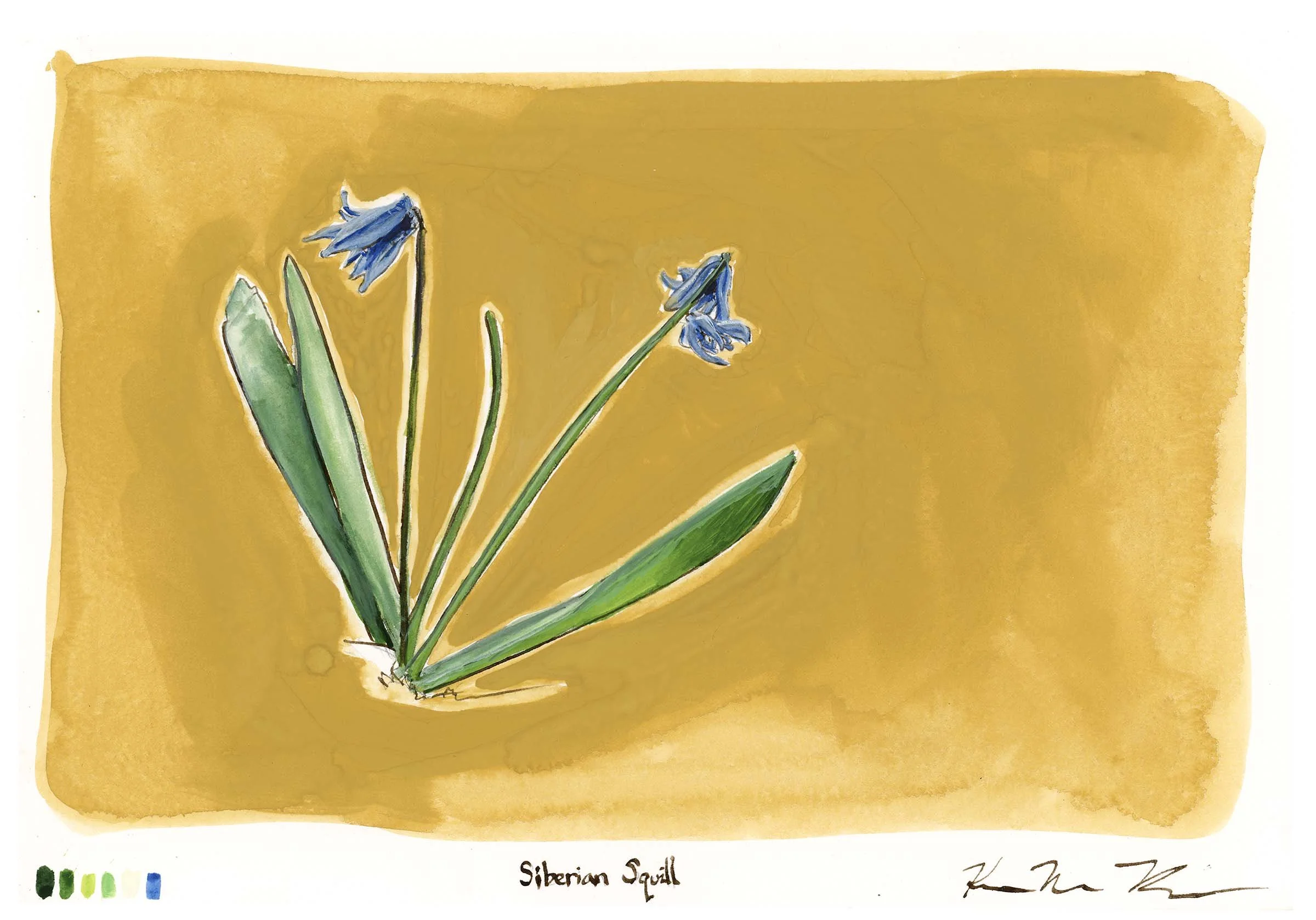 siberiansquill_full-web.jpg