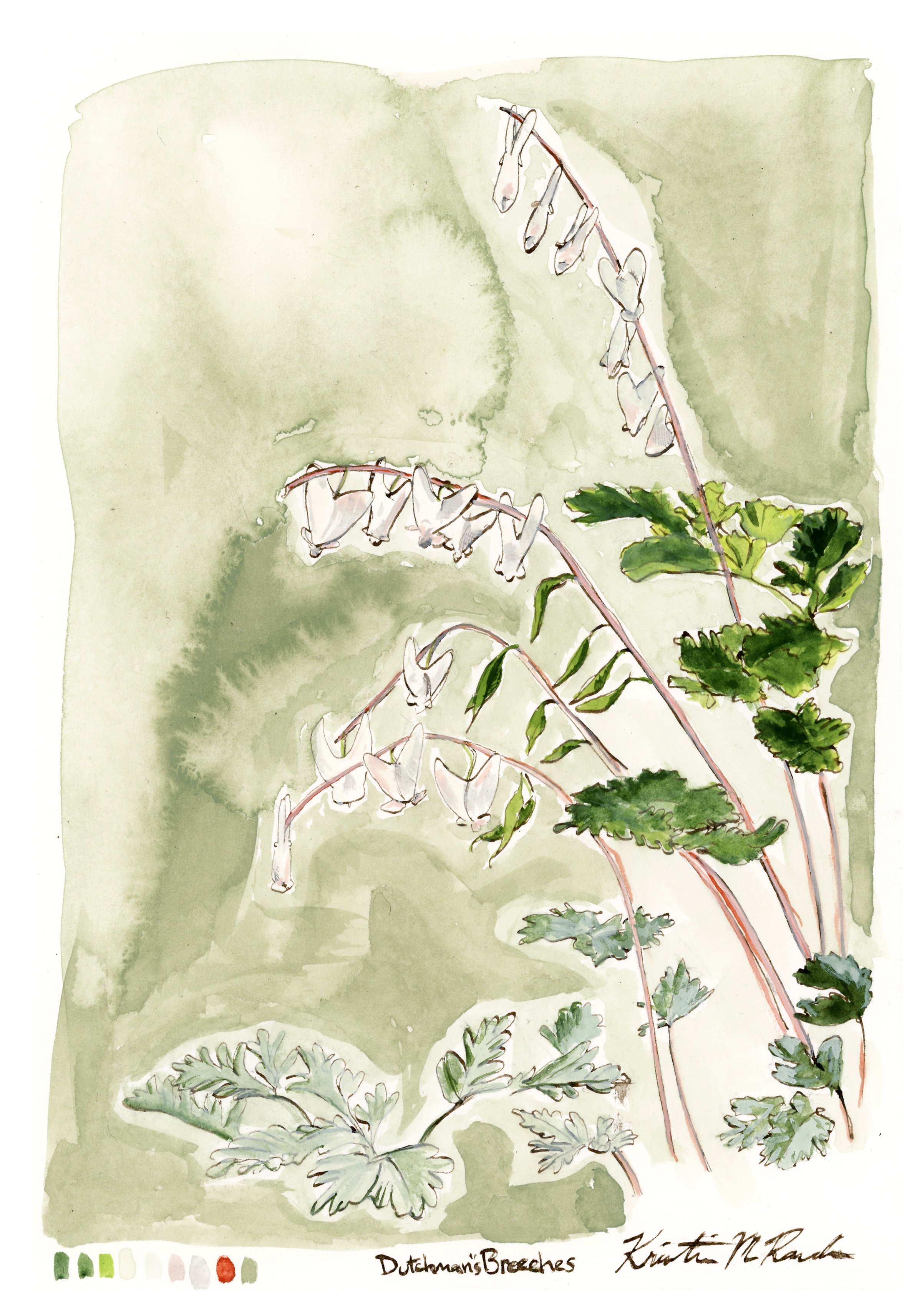 dutchmansbreeches-web-full.jpg