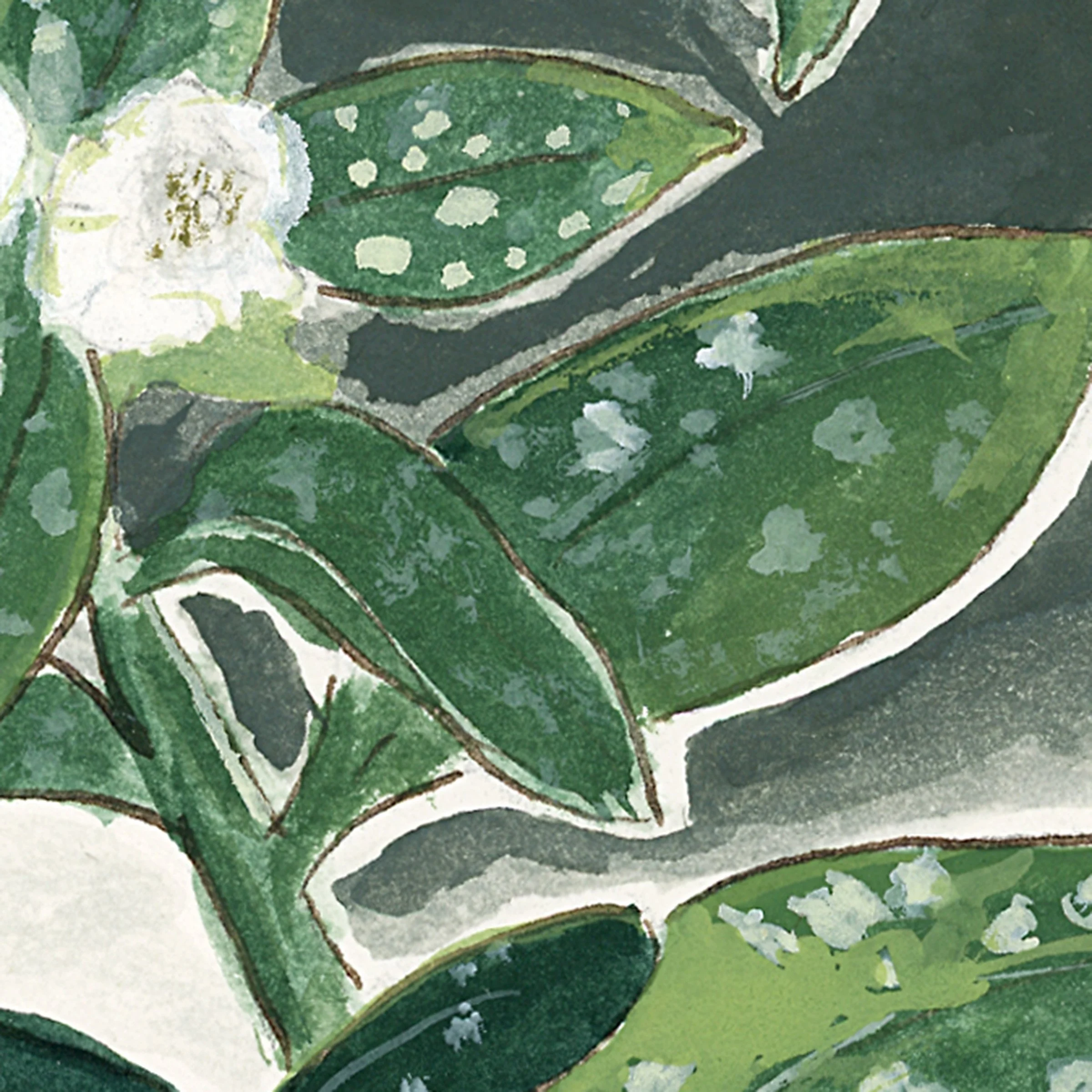whitelungwort-web-crop4.jpg
