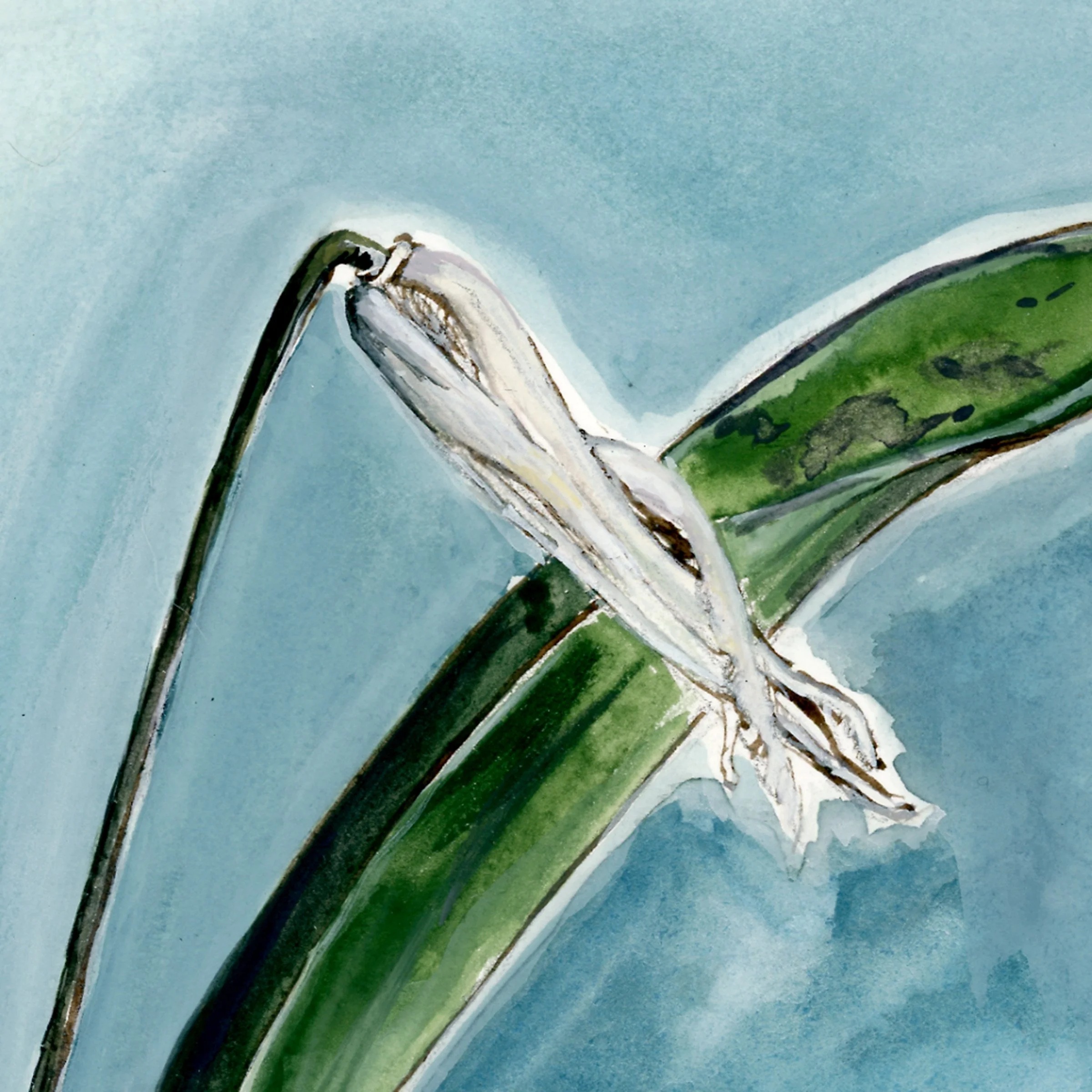 whitefawnlily-web-crop2.jpg