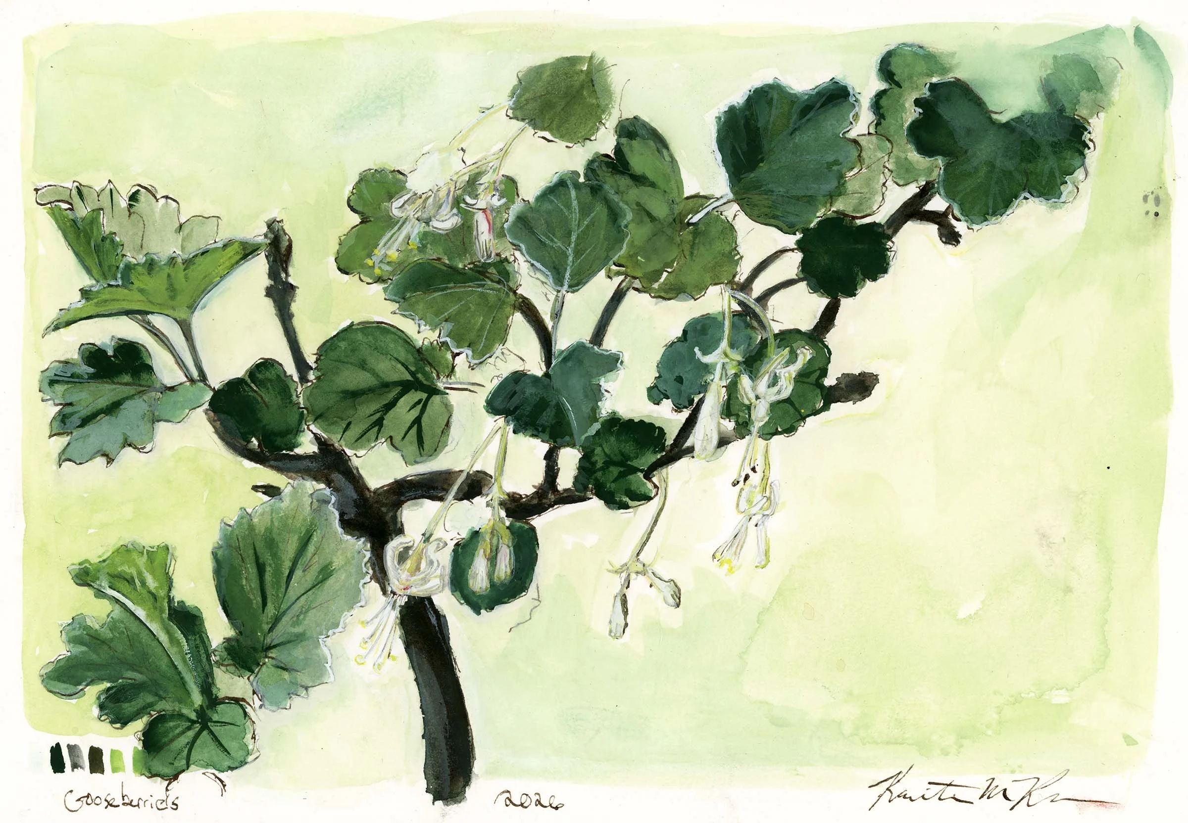 gooseberryblossom_lo-full.jpg