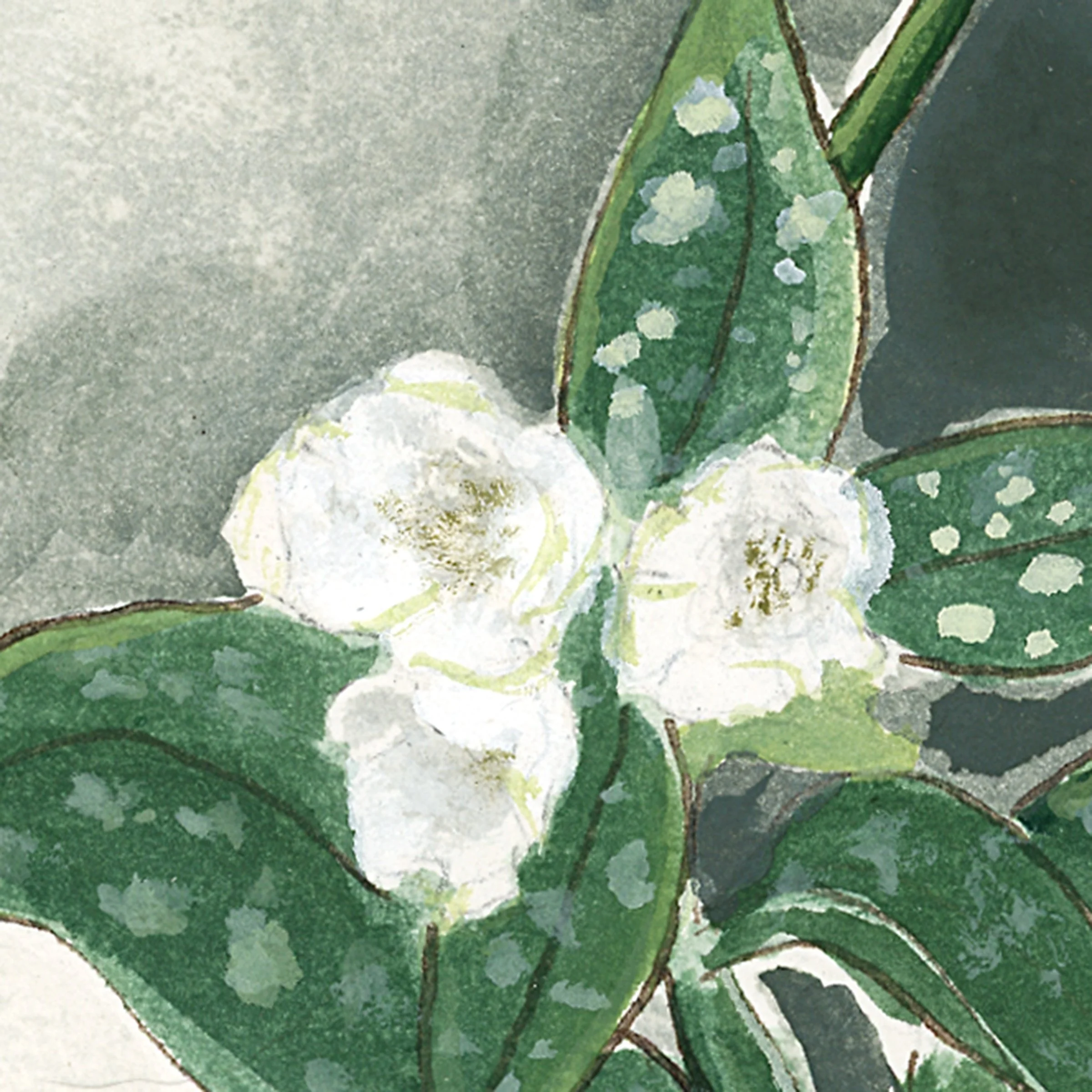 whitelungwort-web-crop2.jpg