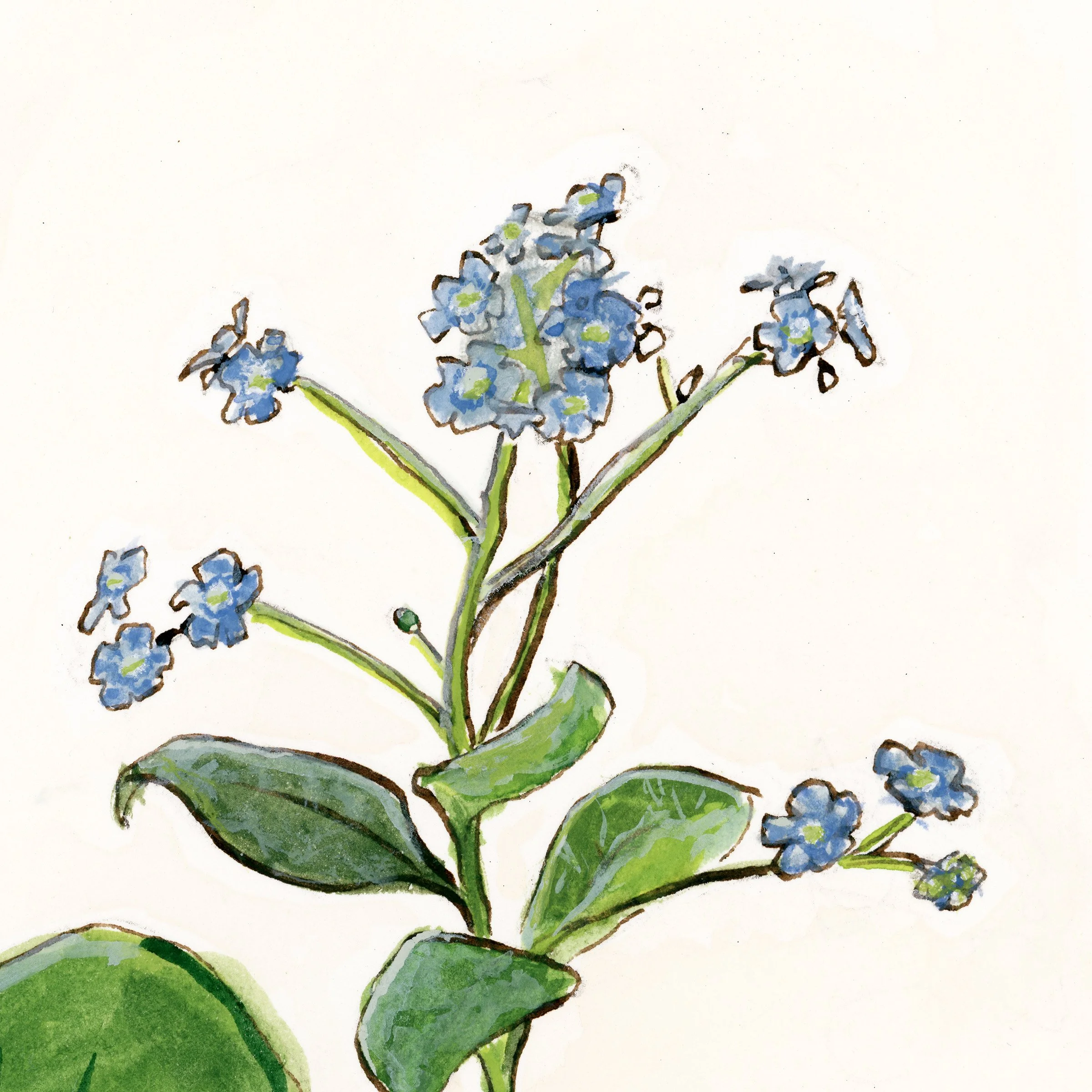 siberianbugloss-web-crop.jpg