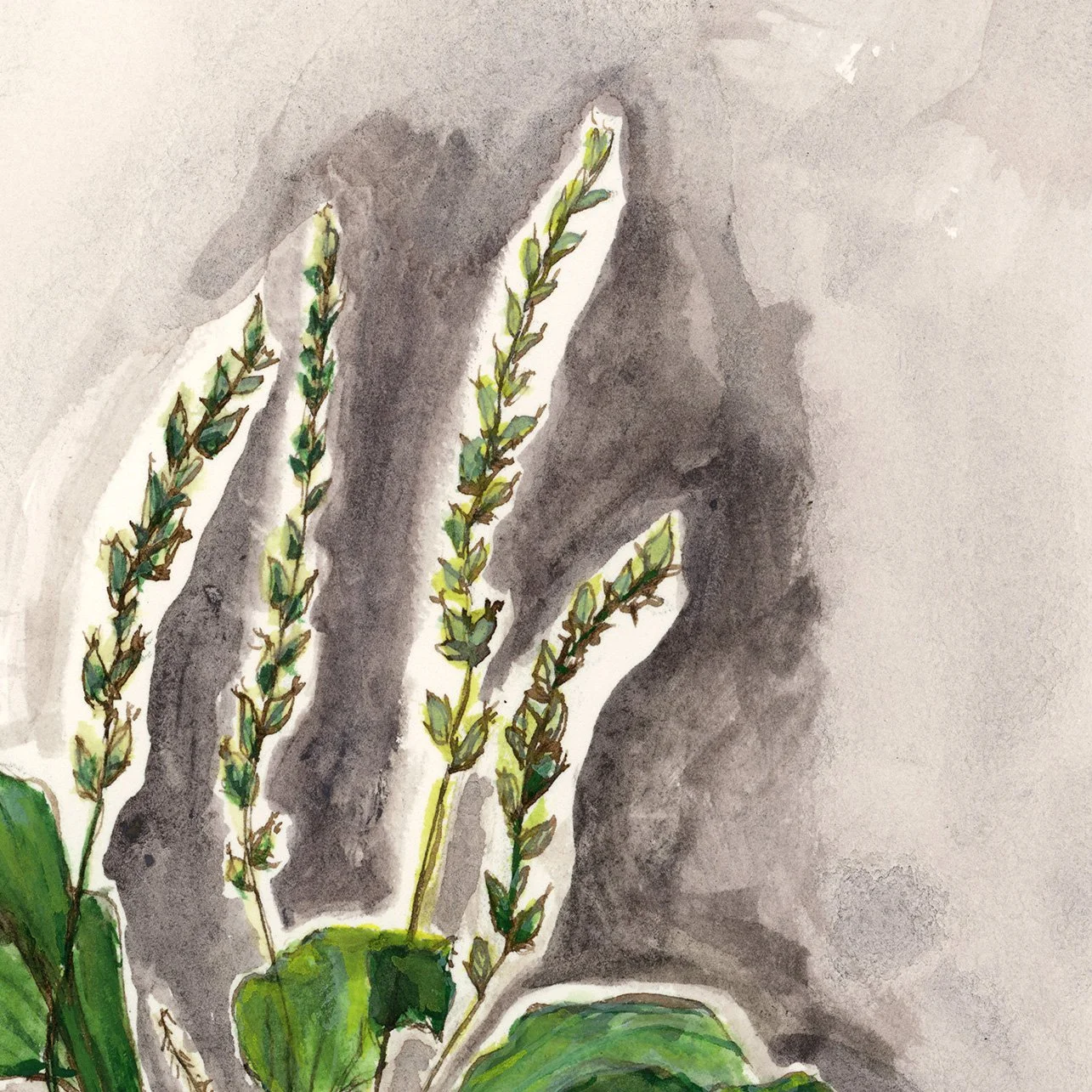 plantain2026-web-crop2.jpg