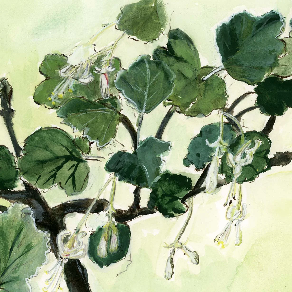 gooseberryblossom_crop-lo3.jpg