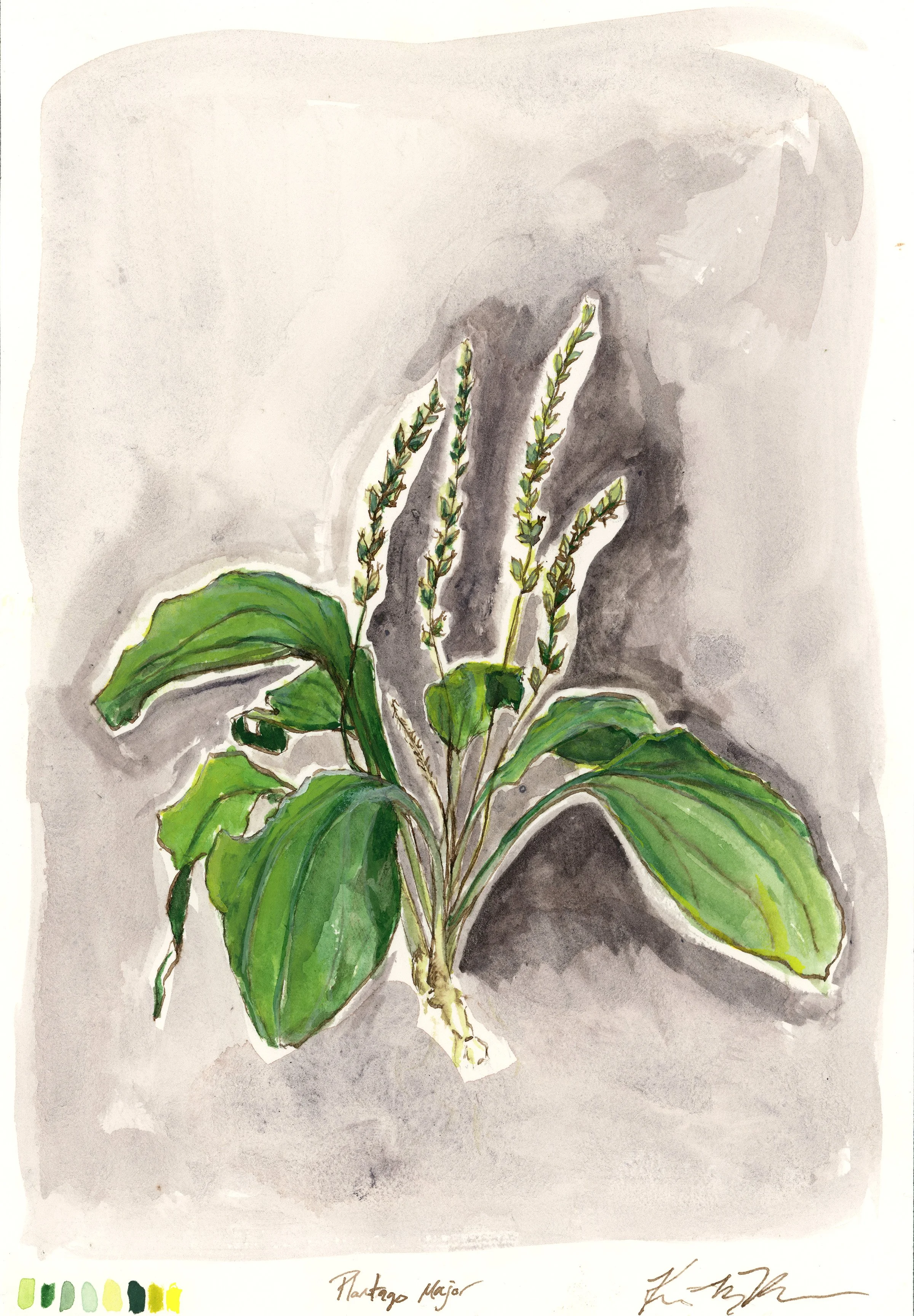 plantain2026-web.jpg