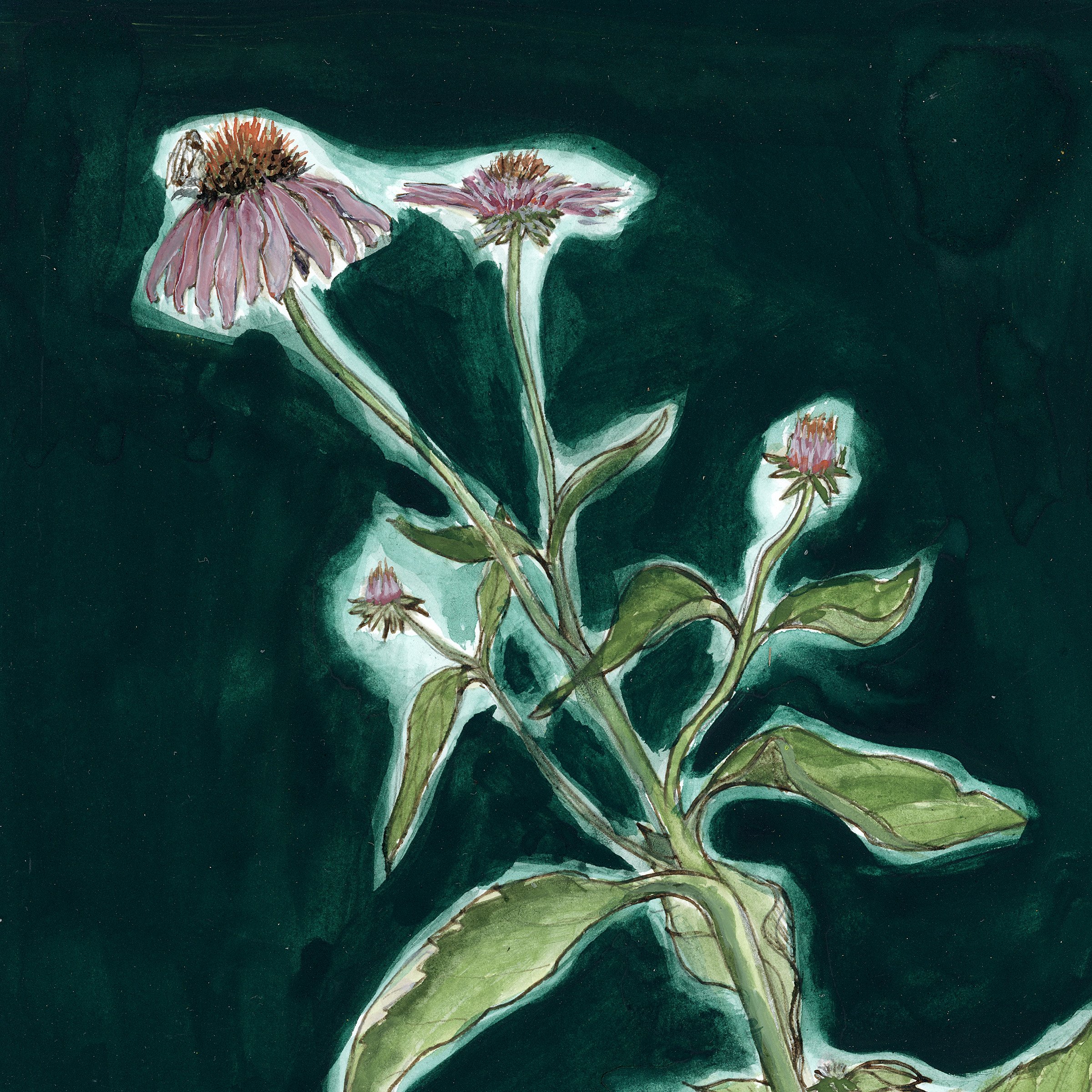 echinacea2025-crop.jpg