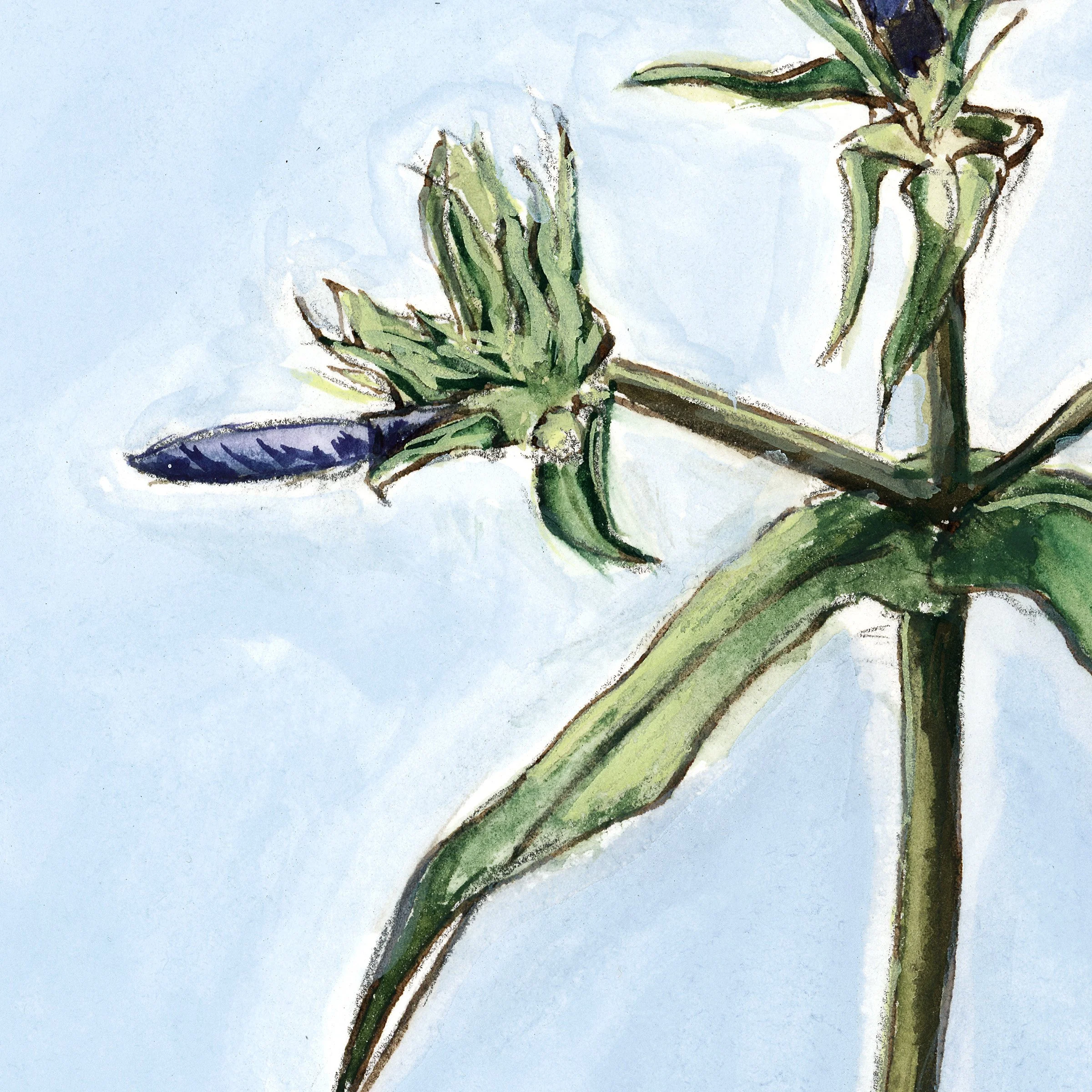 phlox-web-crop3.jpg