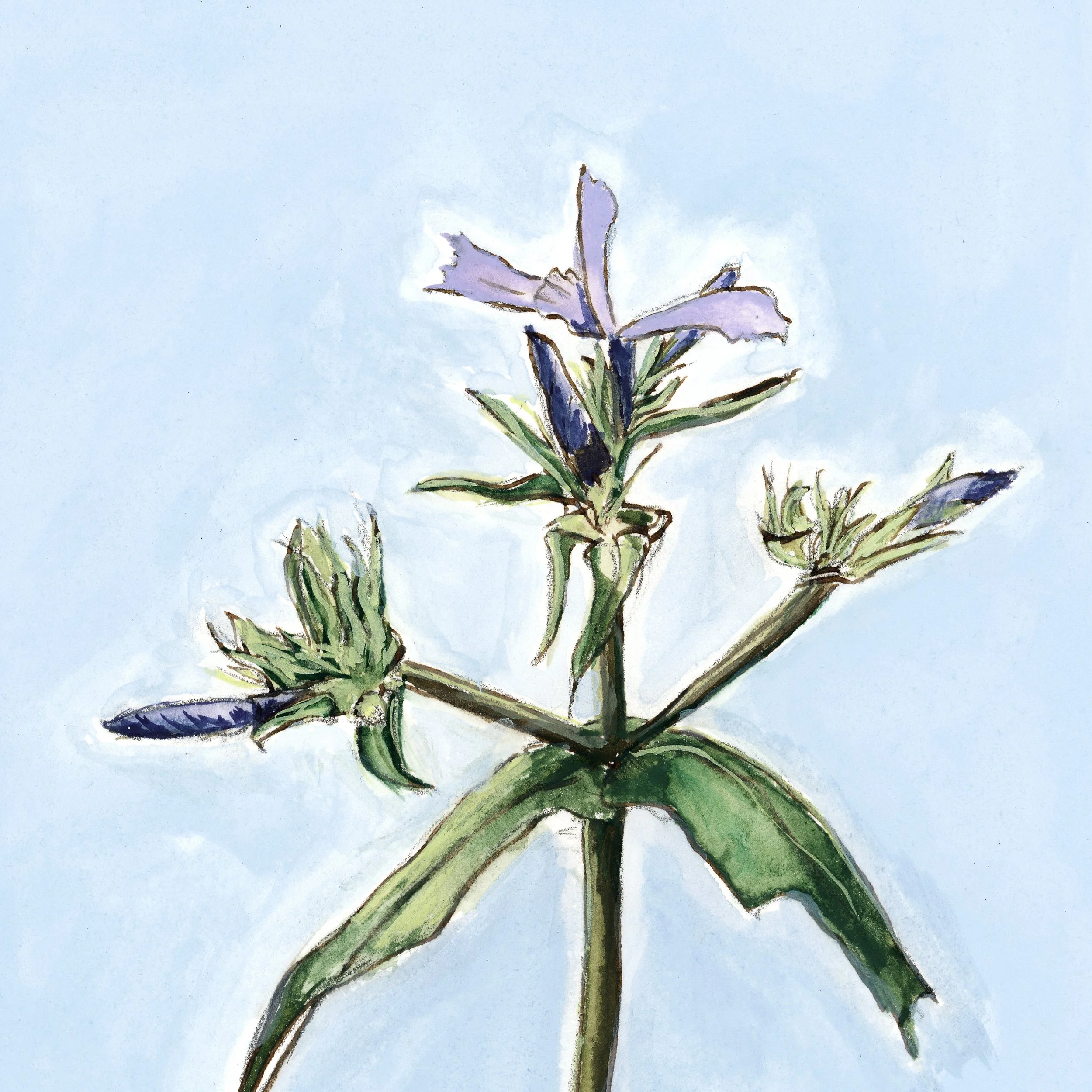 Phlox | Original Gouache Painting