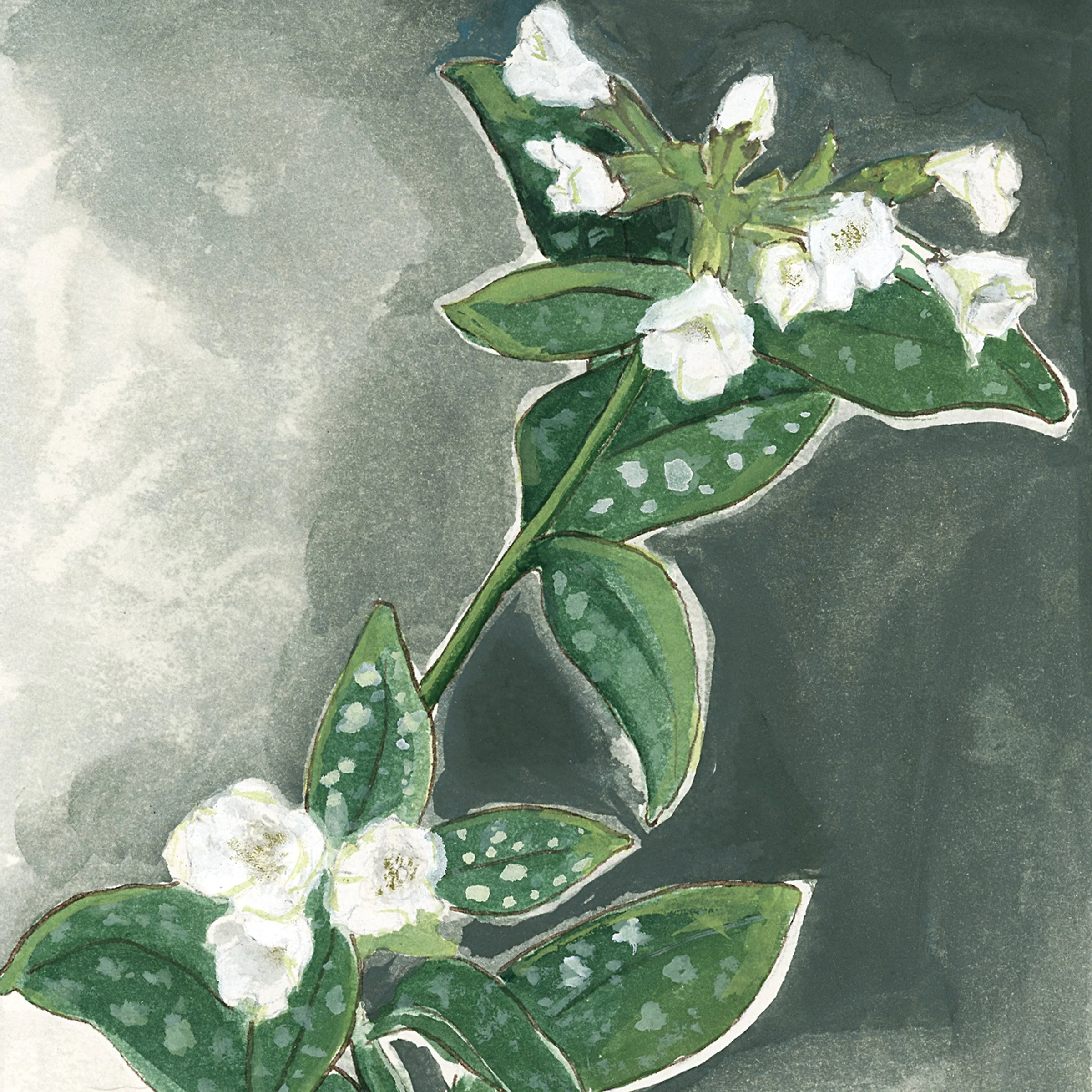White Lungwort | Original Gouache Painting