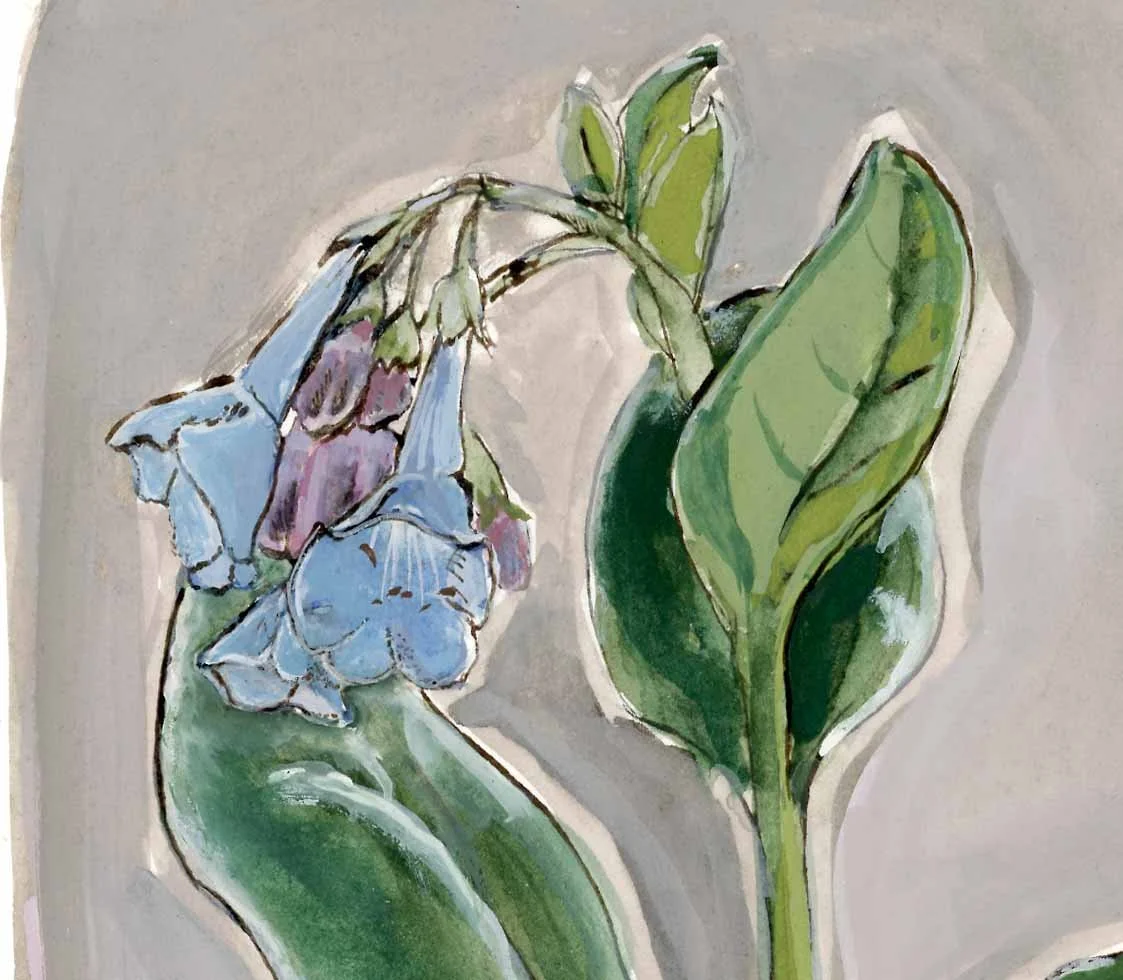 bluebells-cropped_web.jpg