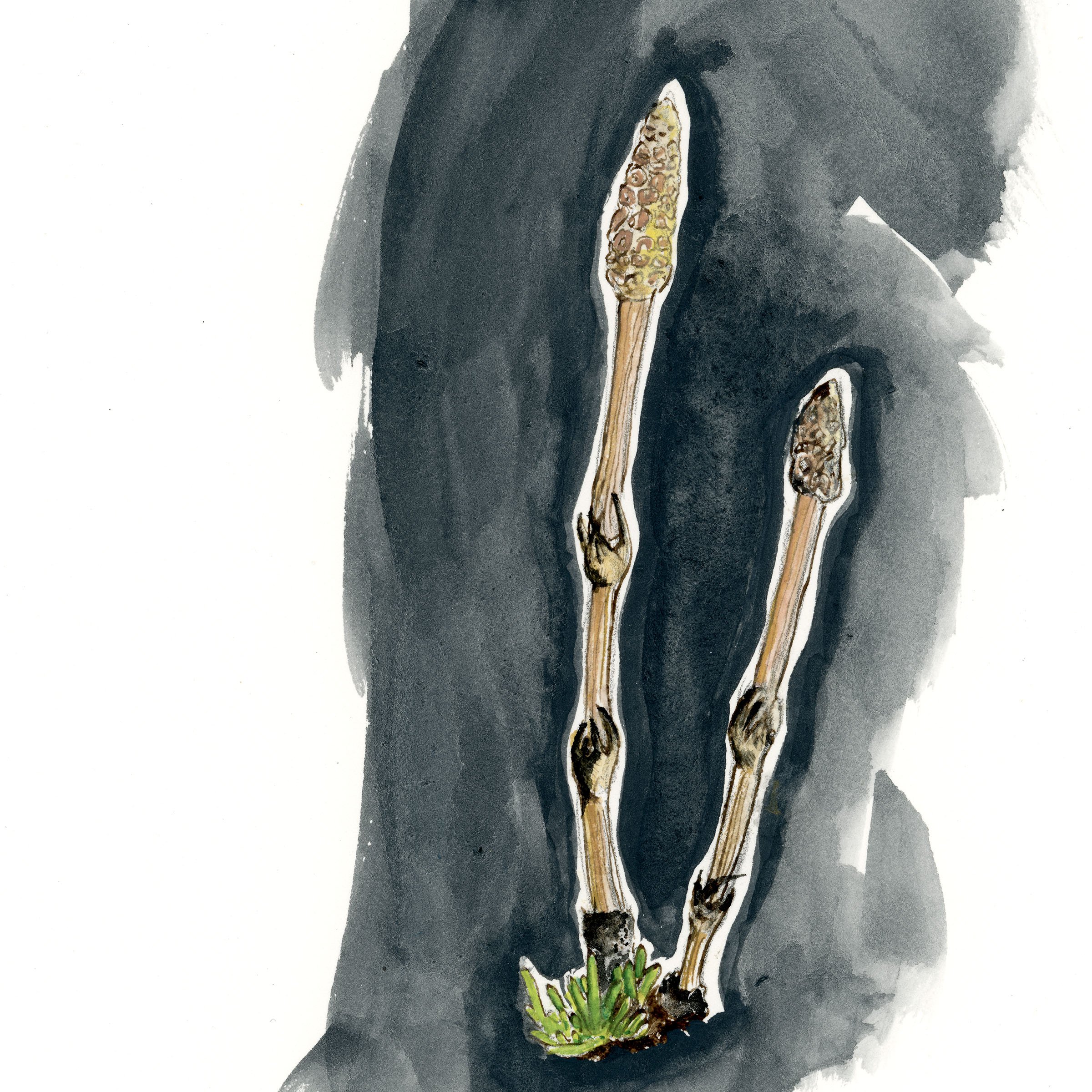 fieldhorsetail-web-crop2.jpg