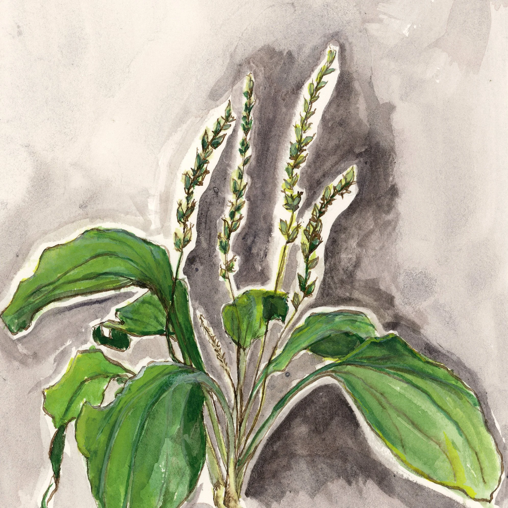 plantain2026-web-crop3.jpg