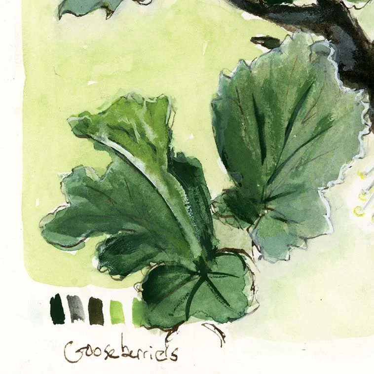 gooseberryblossom_crop-lo2.jpg