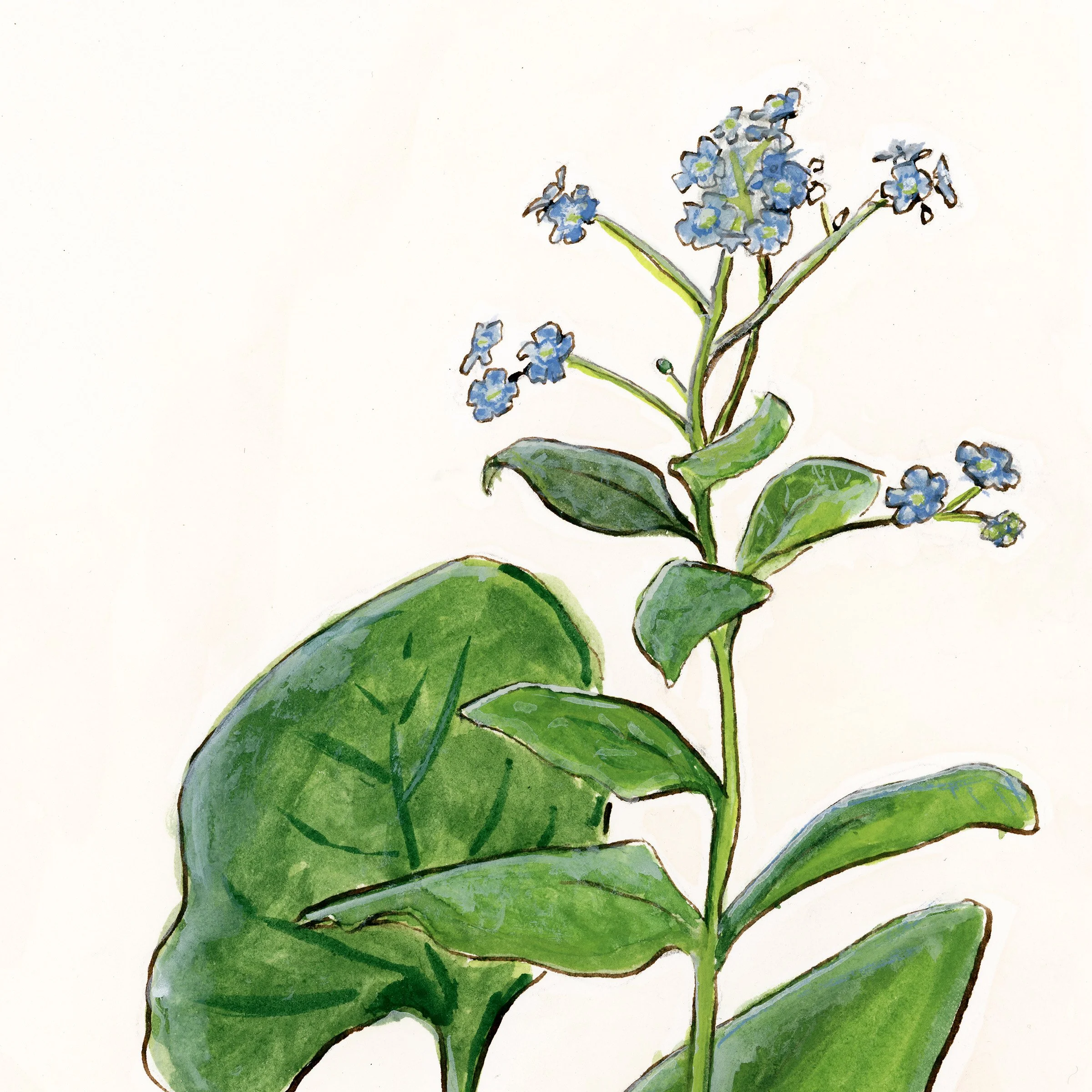 Siberian Bugloss | Original Gouache Painting