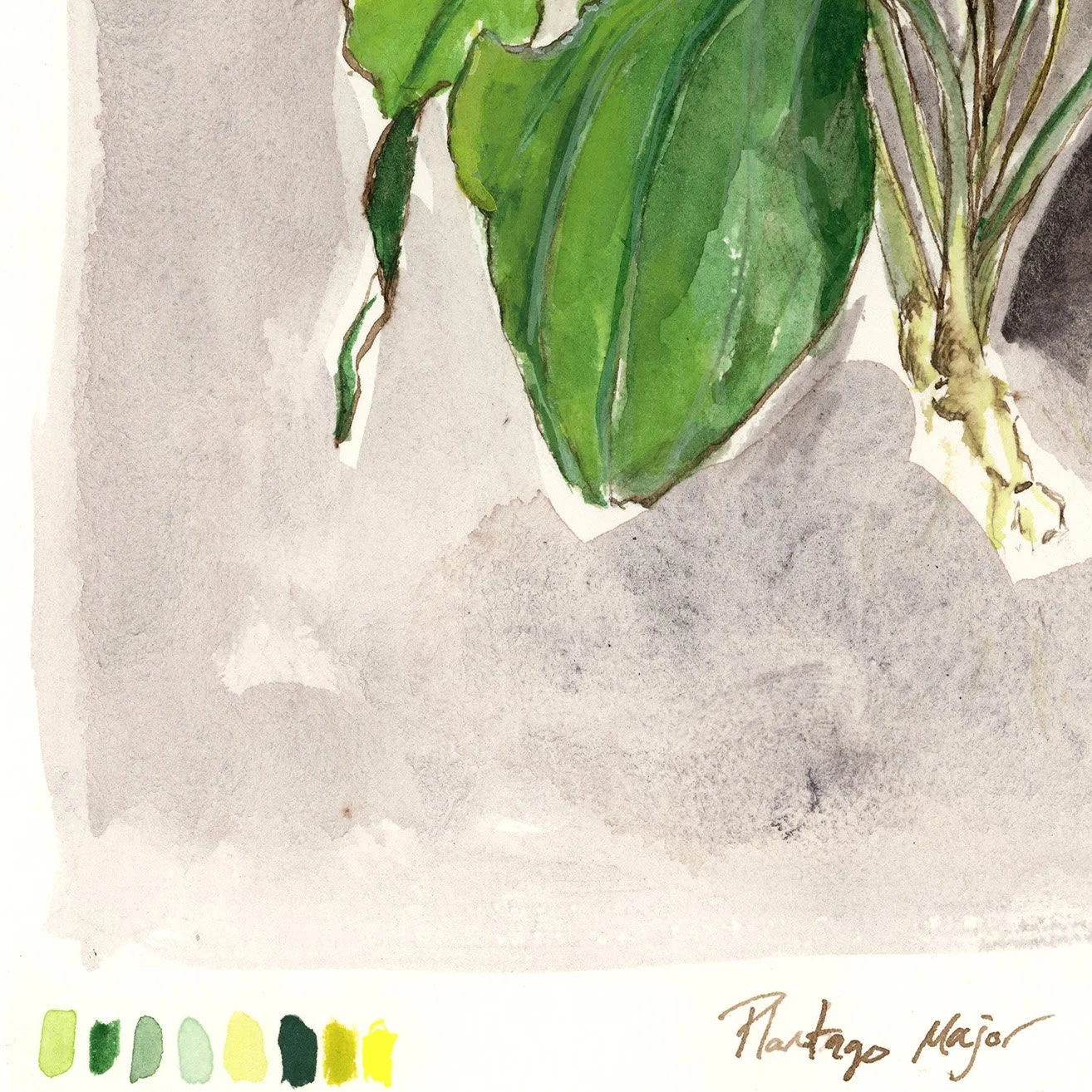 plantain2026-web-crop.jpg
