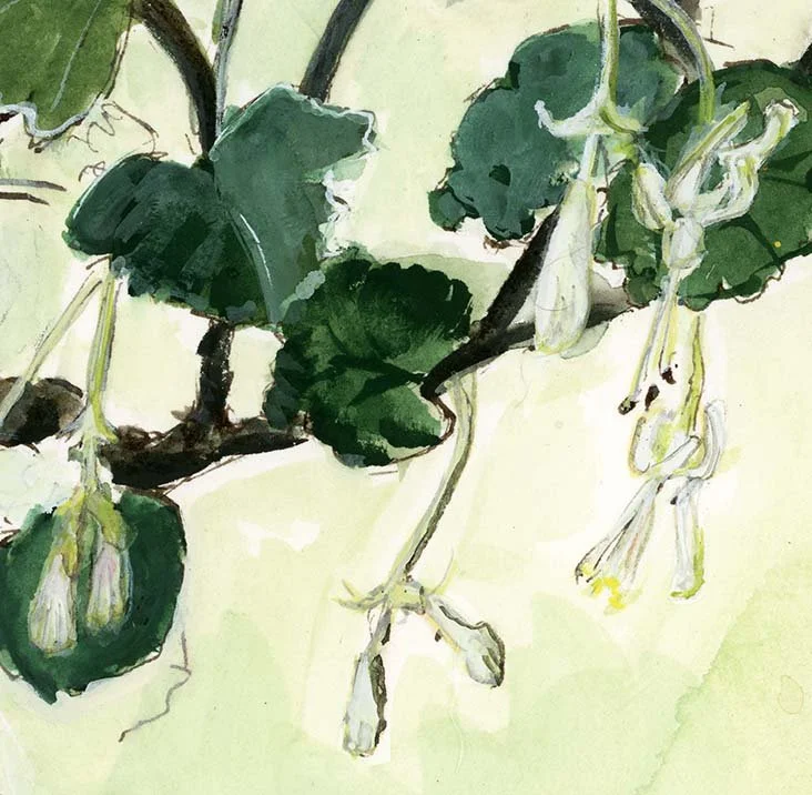 gooseberryblossom_crop-lo.jpg