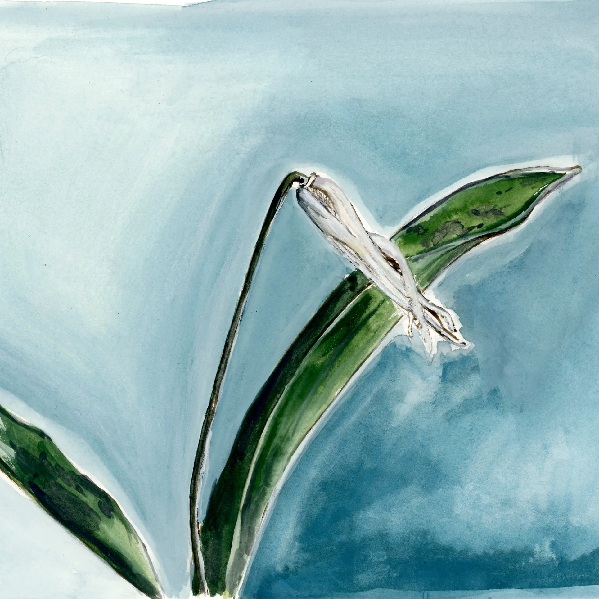 whitefawnlily-web-crop.jpg