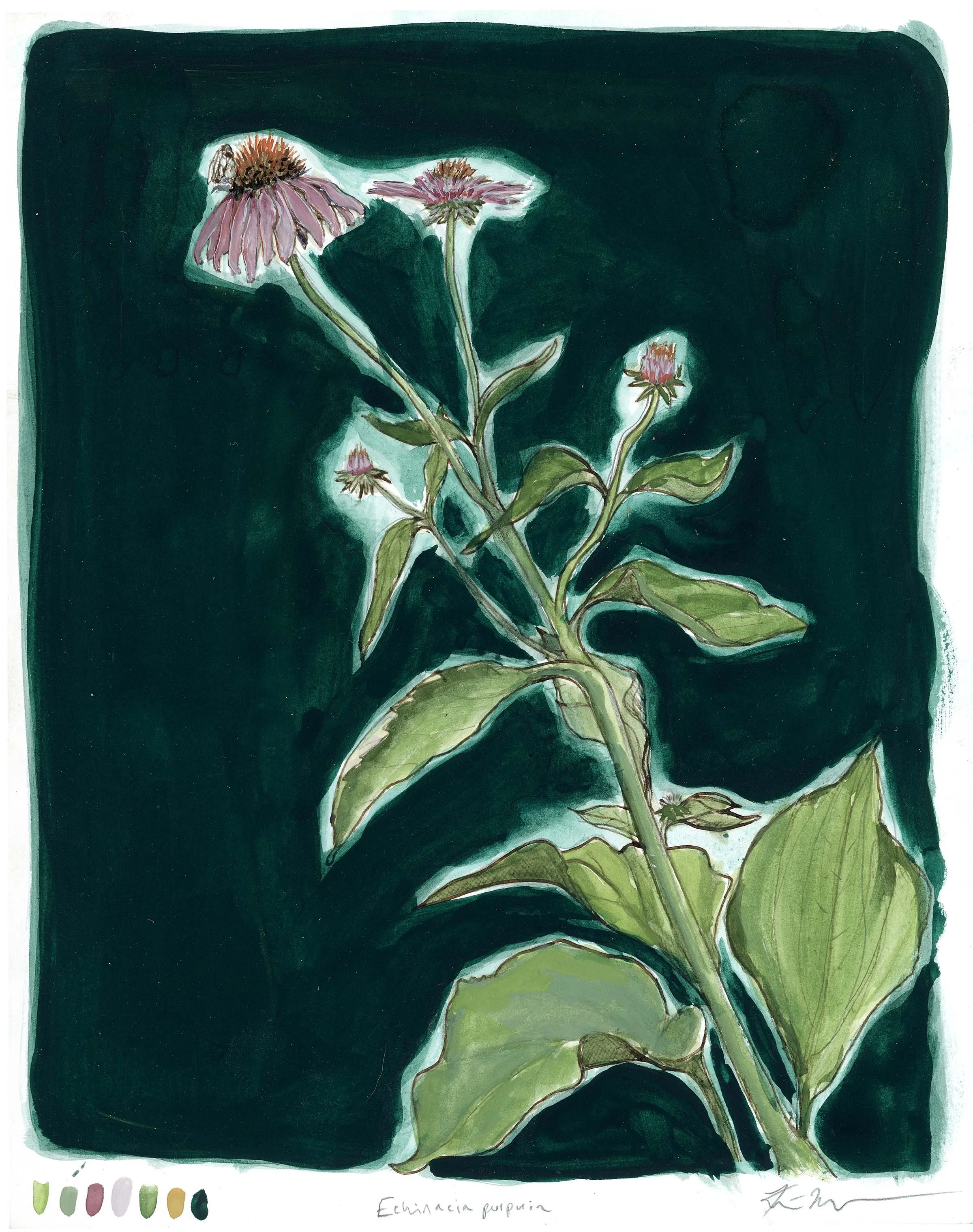 echinacea2025-web-full.jpg