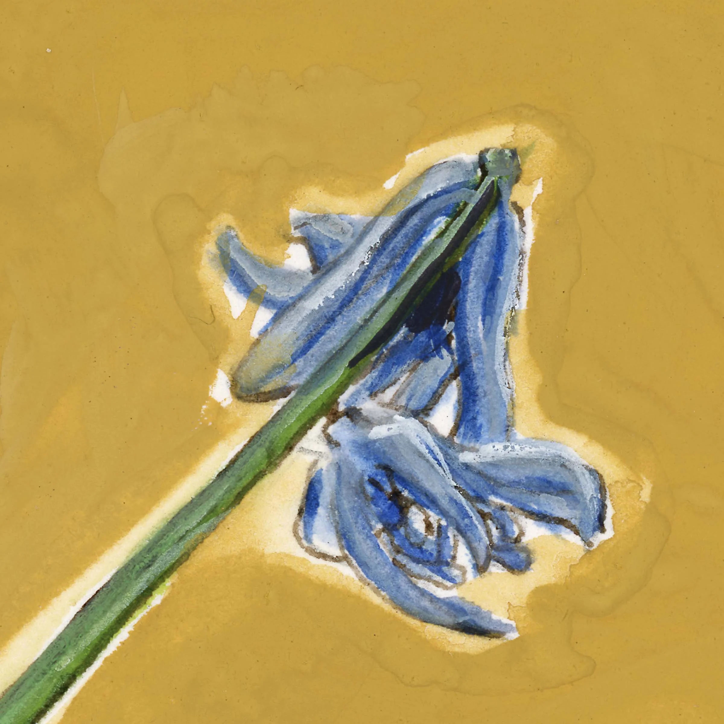 siberiansquill_web-crop2.jpg