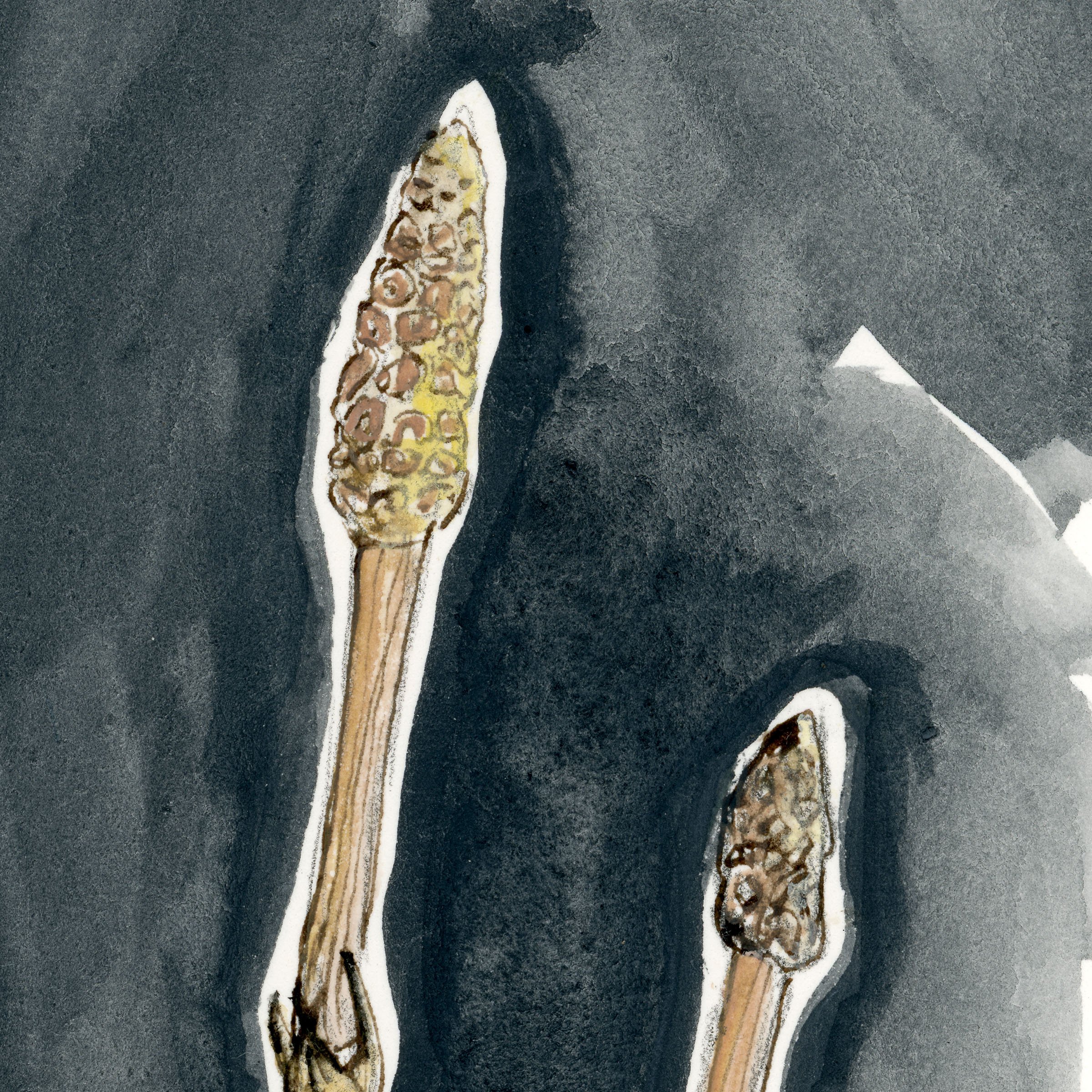 fieldhorsetail-web-crop3.jpg