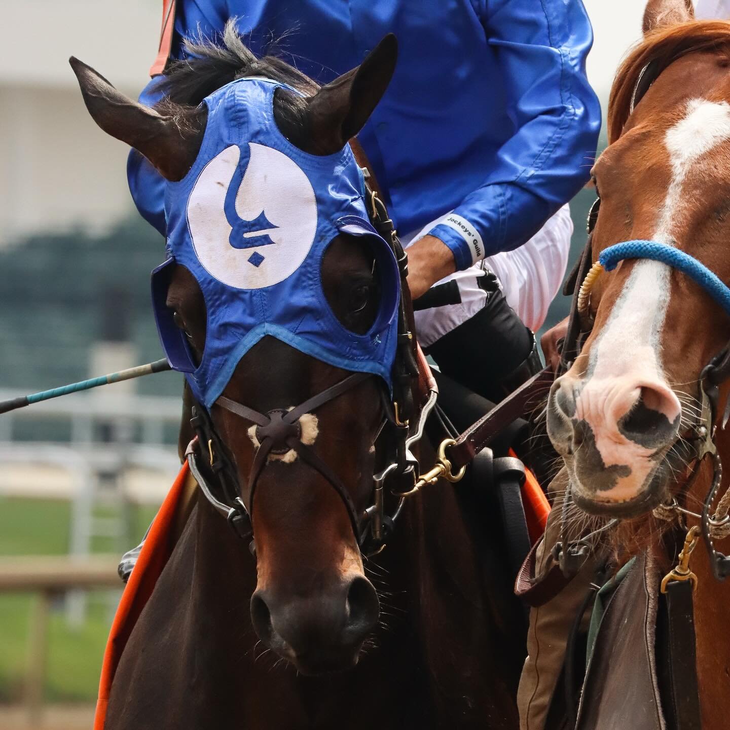 Nearly all modern Thoroughbreds trace back to three foundation stallions: the Darley Arabian, Godolphin Arabian, and Byerley Turk.
These stallions were brought to England in the late 1600s and early 1700s by horsemen looking to create faster racehors