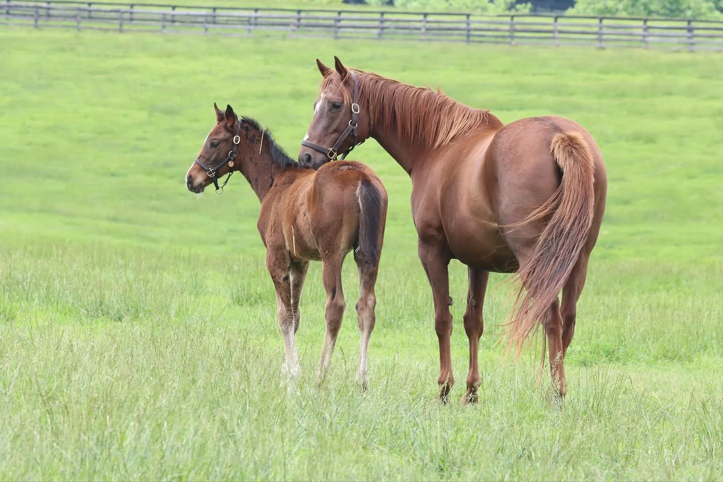 #QOTD: Would you rather…
🌱 Work on the farm - raising foals, caring for broodmares, and preparing yearlings for sales?
🏇 Or work at the racetrack - training, riding, and supporting Thoroughbreds in their racing careers?
Tell us in the com