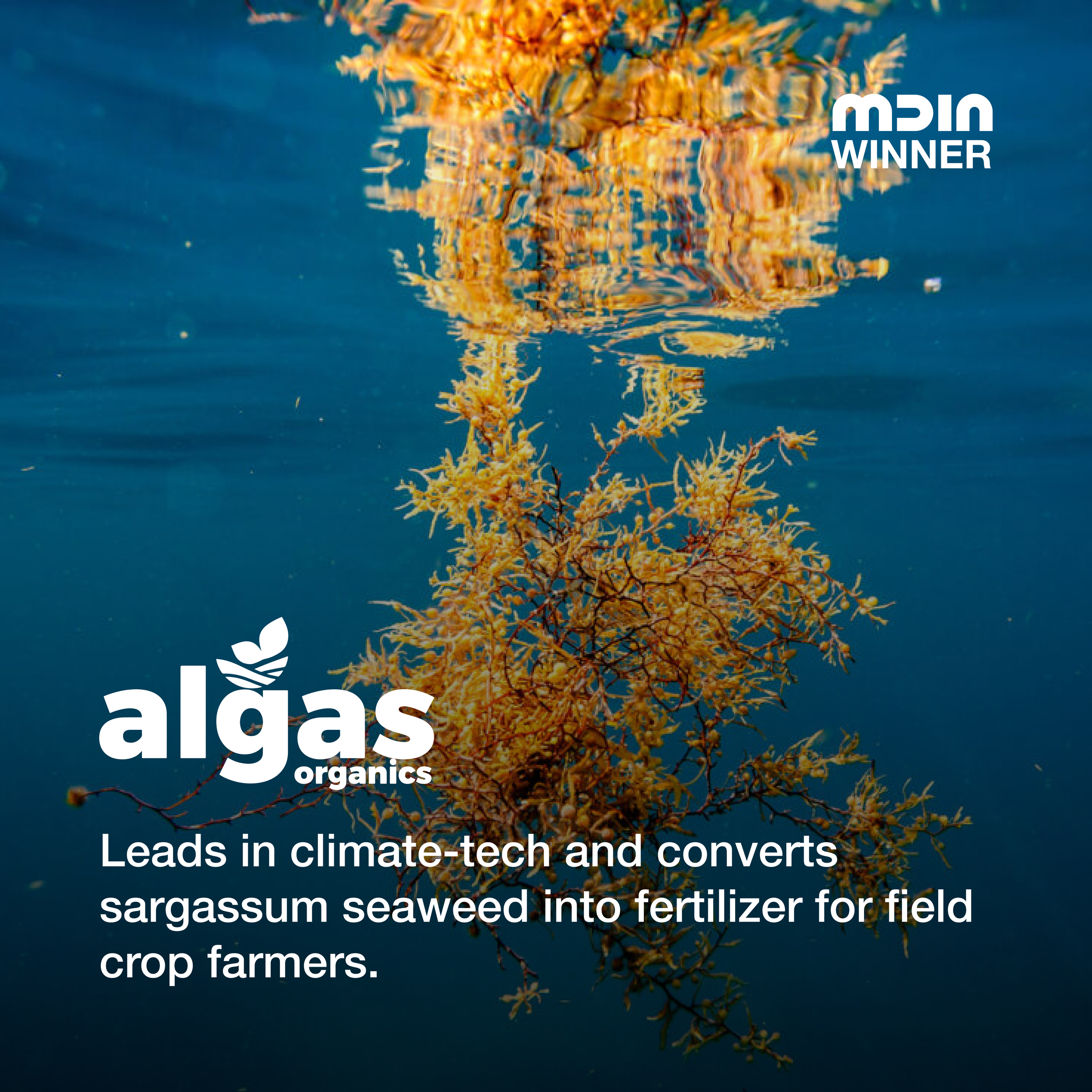 Algas Organics-Winner.png