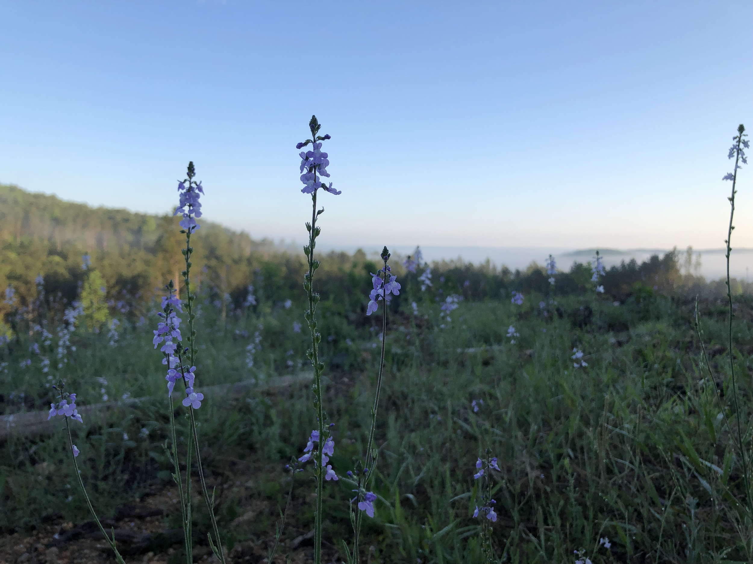 Graveyard Lyrely.png