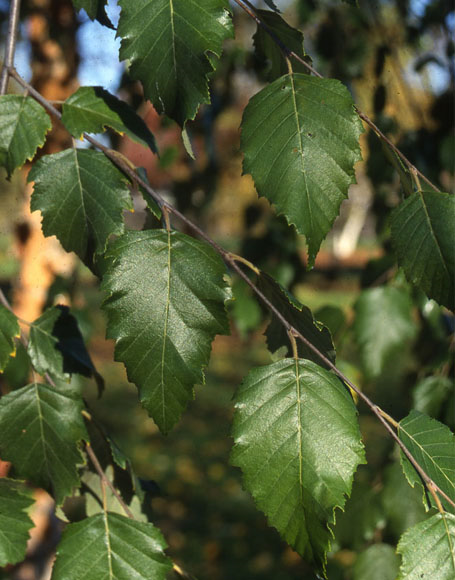 BETULA NIGRA ‘DURA HEAT’ - Dura Heat Birch