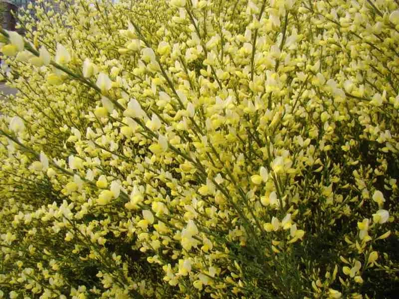 CYTISIS 'MOONLIGHT'