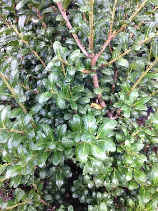 ILEX CRENATA 'CHESAPEAKE'