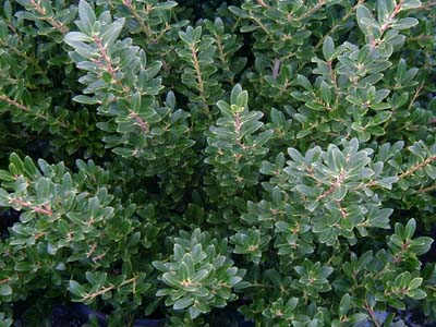 ILEX CRENATA 'HOOGENDORN' Hoogendorn Holly