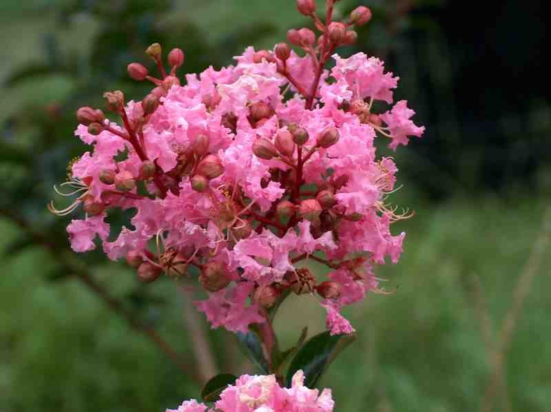 LAGERSTROEMIA 'BILOXI' - Biloxi Crape Myrtle