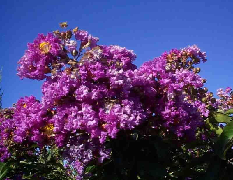  LAGERSTROEMIA 'CATAWBA' - Catawba Crape Myrtle