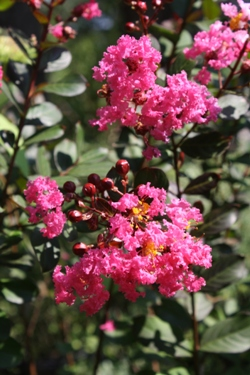 LAGERSTROEMIA 'CHICKASAW' - Chickasaw Crape Myrtle