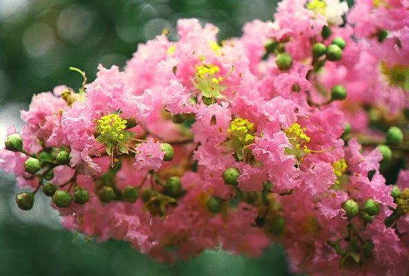  LAGERSTROEMIA 'HOPI' - Hopi Crape Myrtle