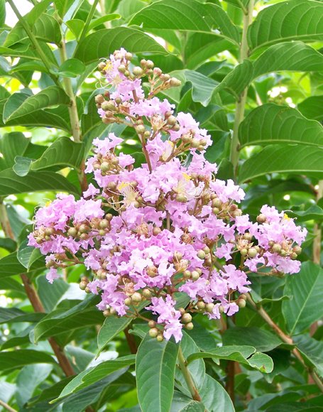 LAGERSTROEMIA 'MUSKOGEE' - Muskogee Crape Myrtle