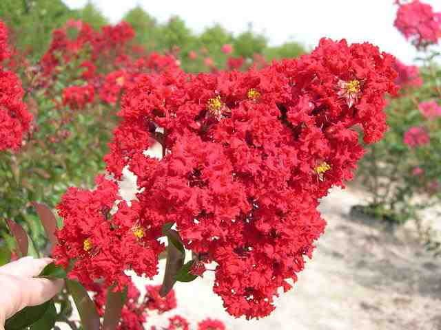 LAGERSTROEMIA 'RED ROCKET' - Red Rocket Crape Myrtle