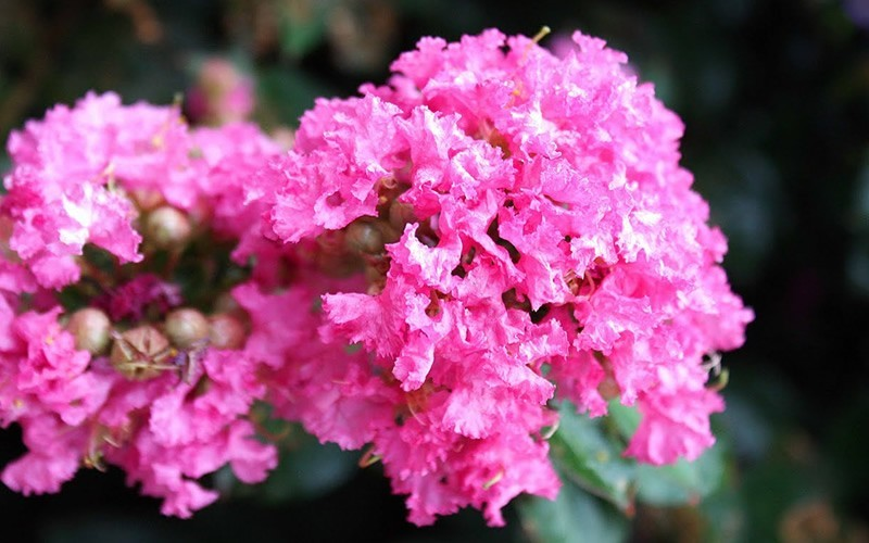 LAGERSTROEMIA 'POCOMOKE' - Pocomoke Crape Myrtle