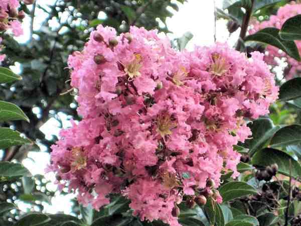 LAGERSTROEMIA 'SIOUX' - Sioux Crape Myrtle