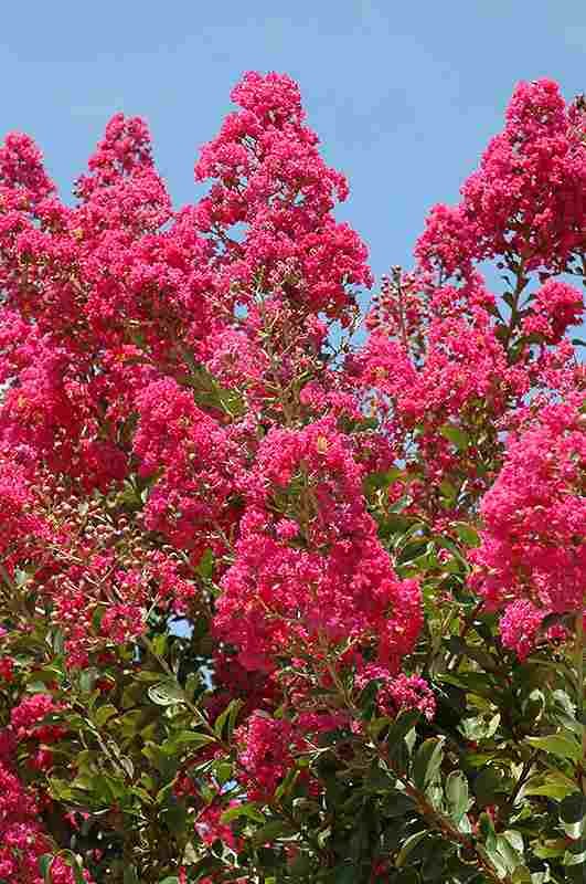 LAGERSTROEMIA 'TUSKEGEE' - Tuskegee Crape Myrtle