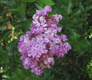  LAGERSTROEMIA 'ZUNI' - Zuni Crape Myrtle